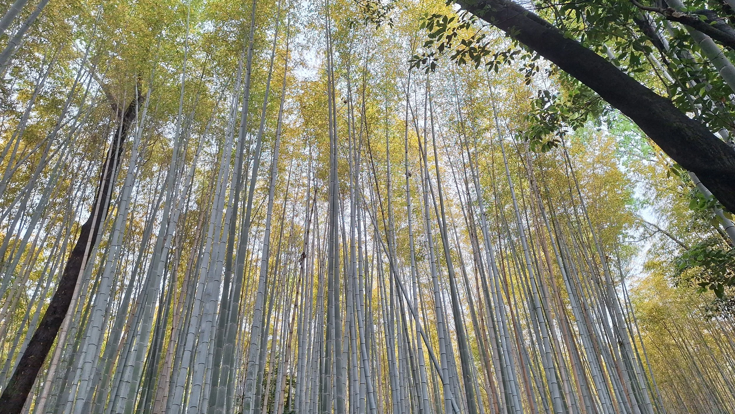 Bamboebos in Kyoto