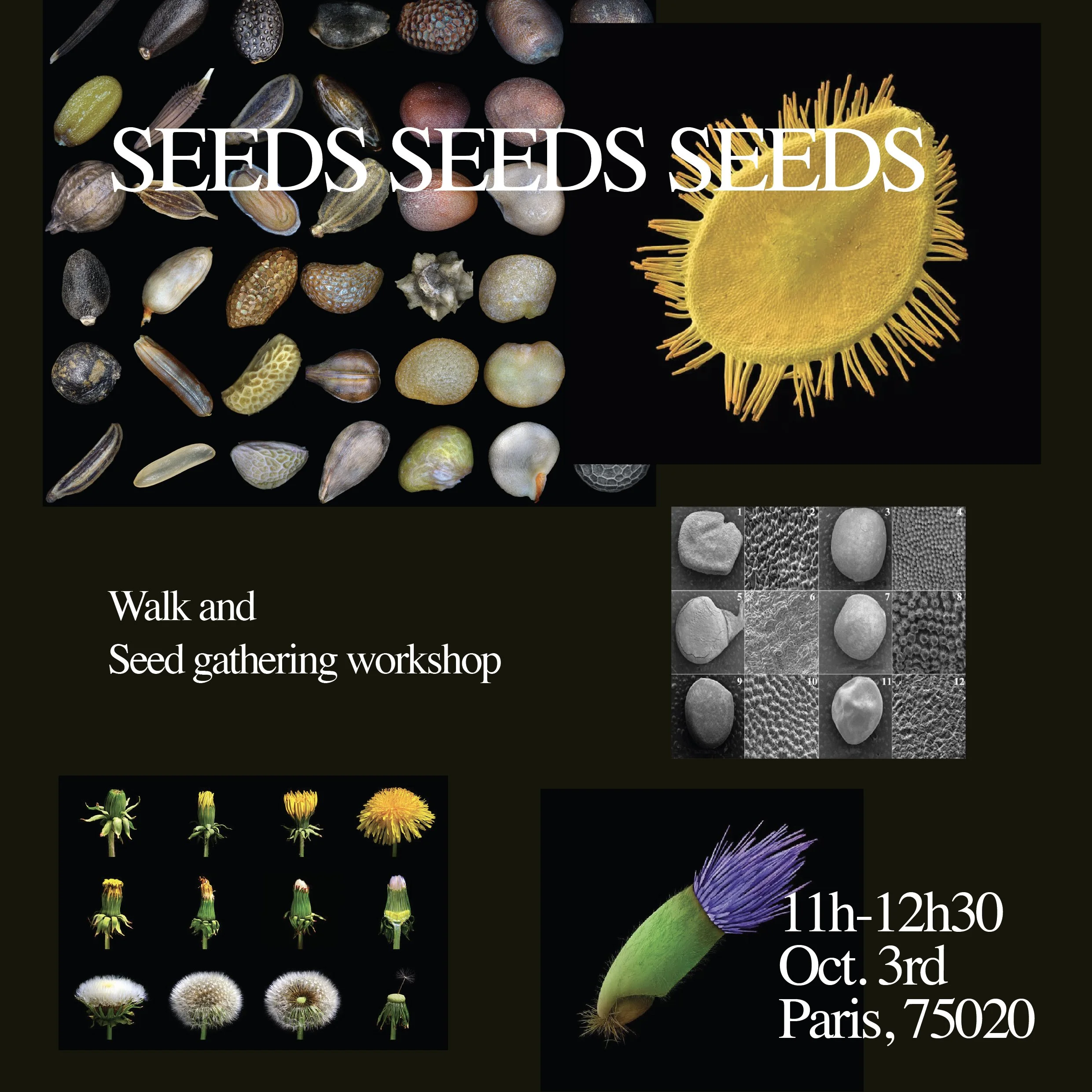 SEEDS SEEDS SEEDS