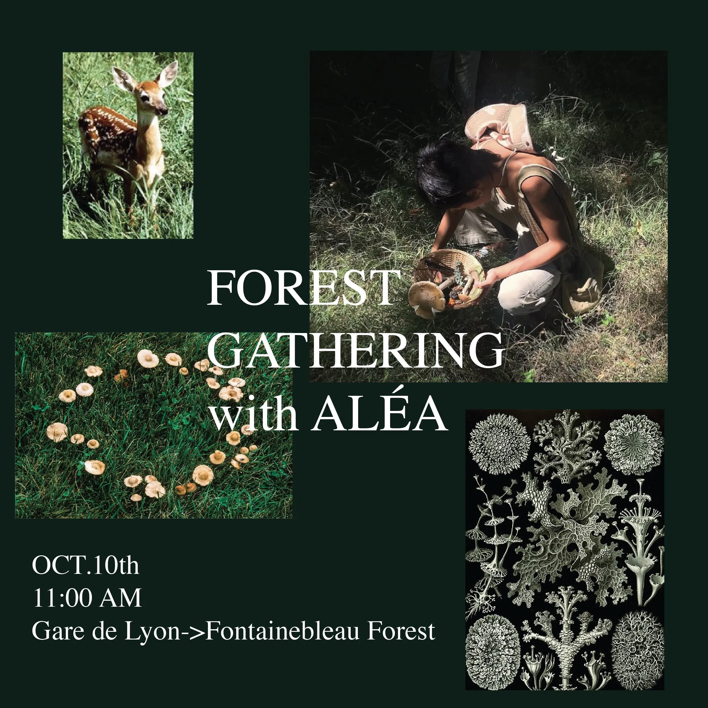 Come gather with @alea_work in Fontainebleau Forest! We will encounter the fall ecosystem of the forest, including mushrooms, lichens, and changing trees. Come prepared for some walking on dirt paths and a notebook to record your findings, and perhap