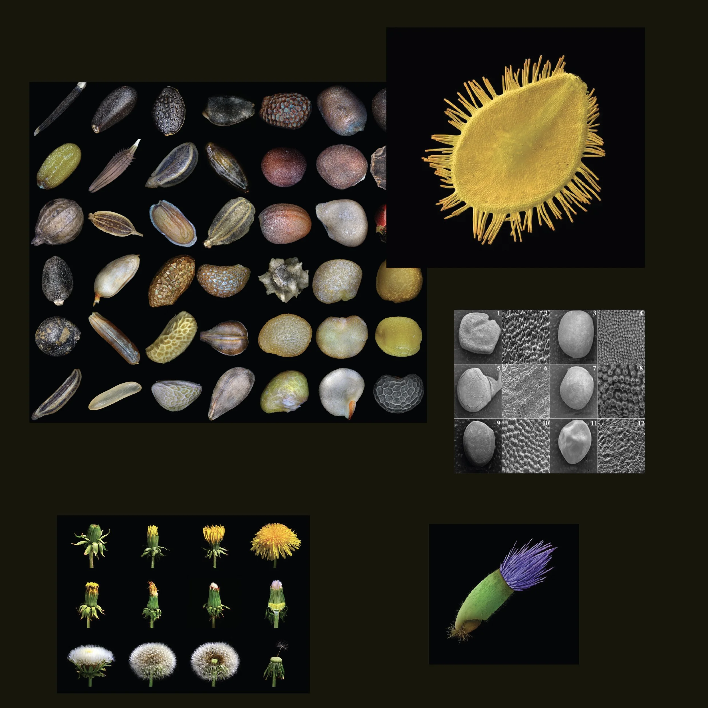 Systems of Matter seed walk-03.jpg