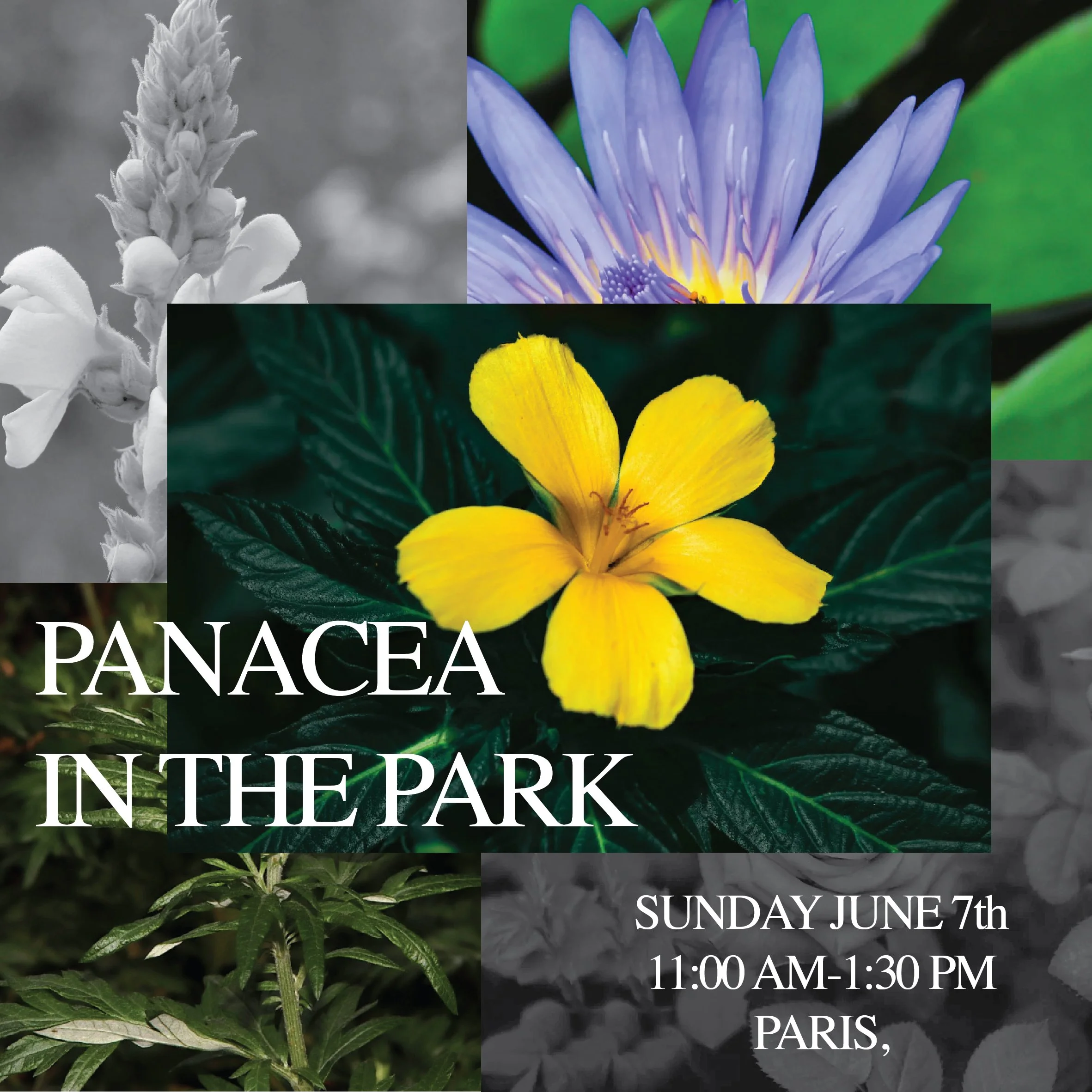 Panacea in the Park
