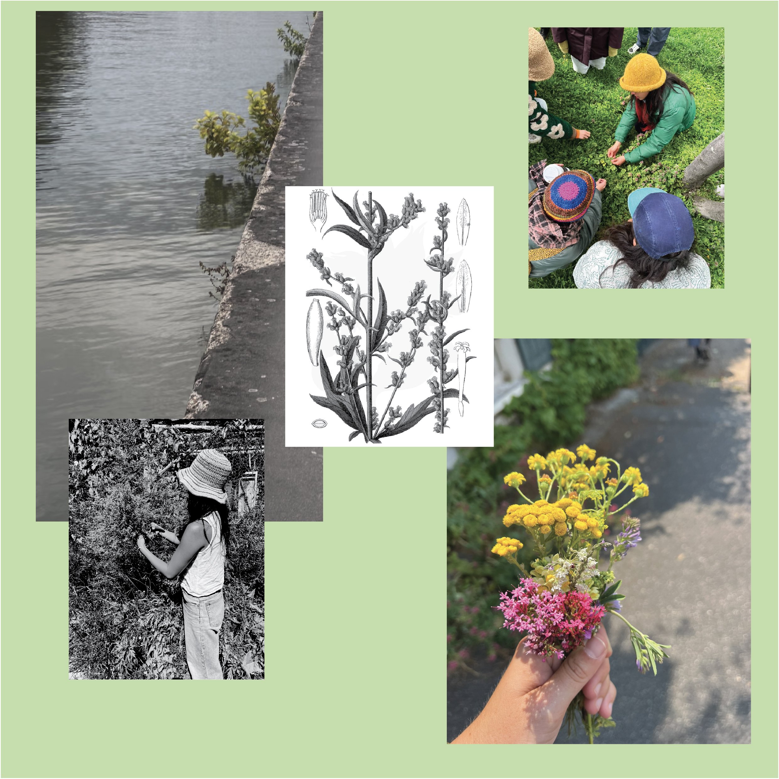 Systems of Matter Plant walk-04.jpg