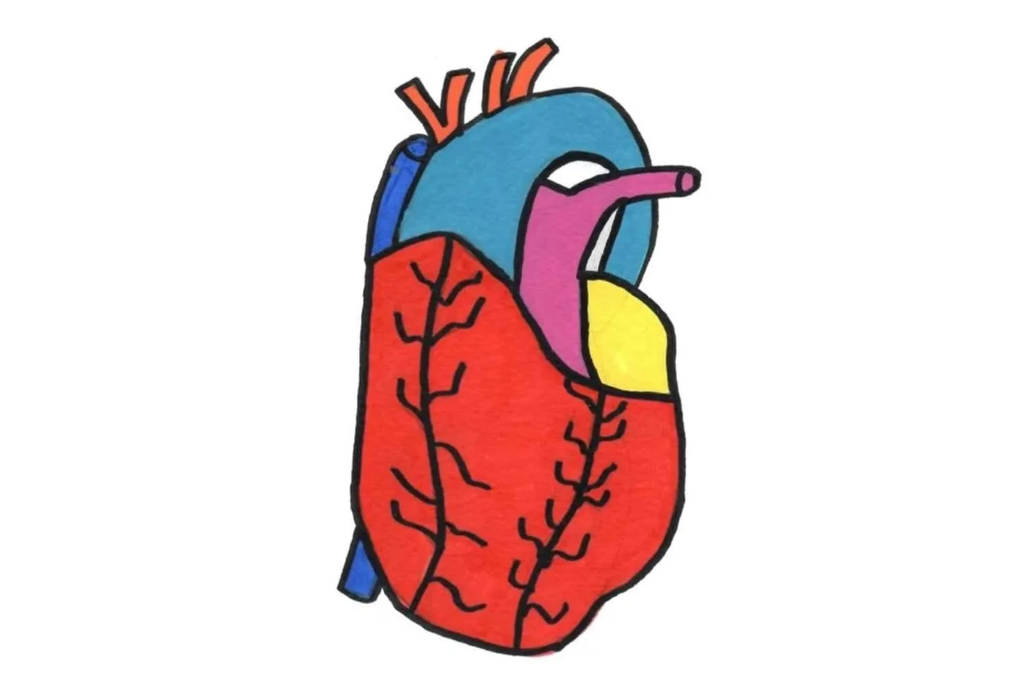 Anatomical Heart with Acrylic Markers on A4 paper, 2026