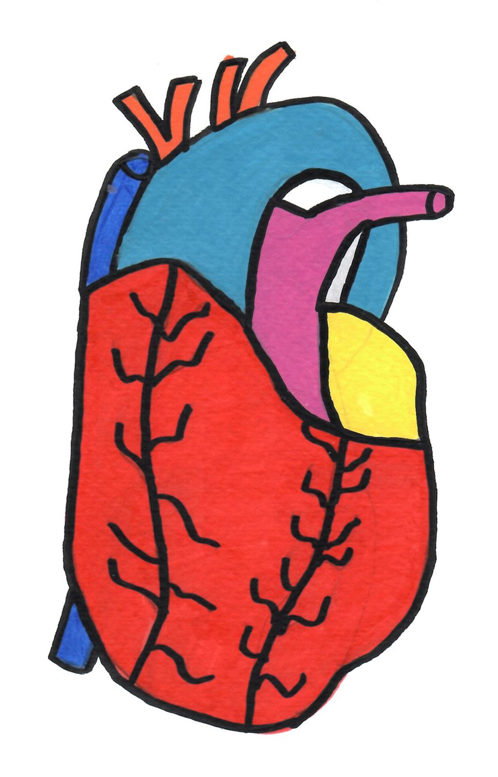 anatomical heart for postcard.jpg