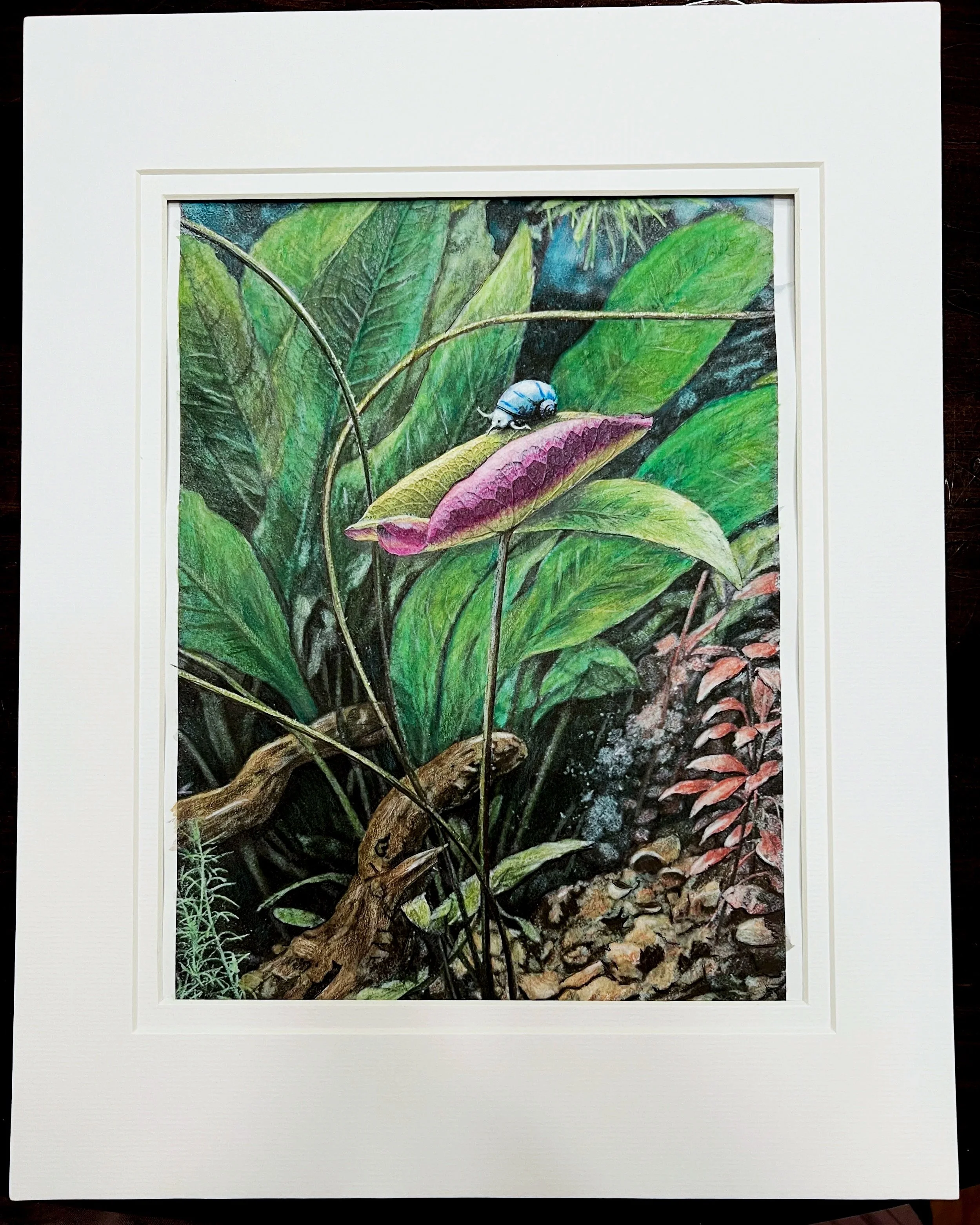 Mystery Snail on Lotus