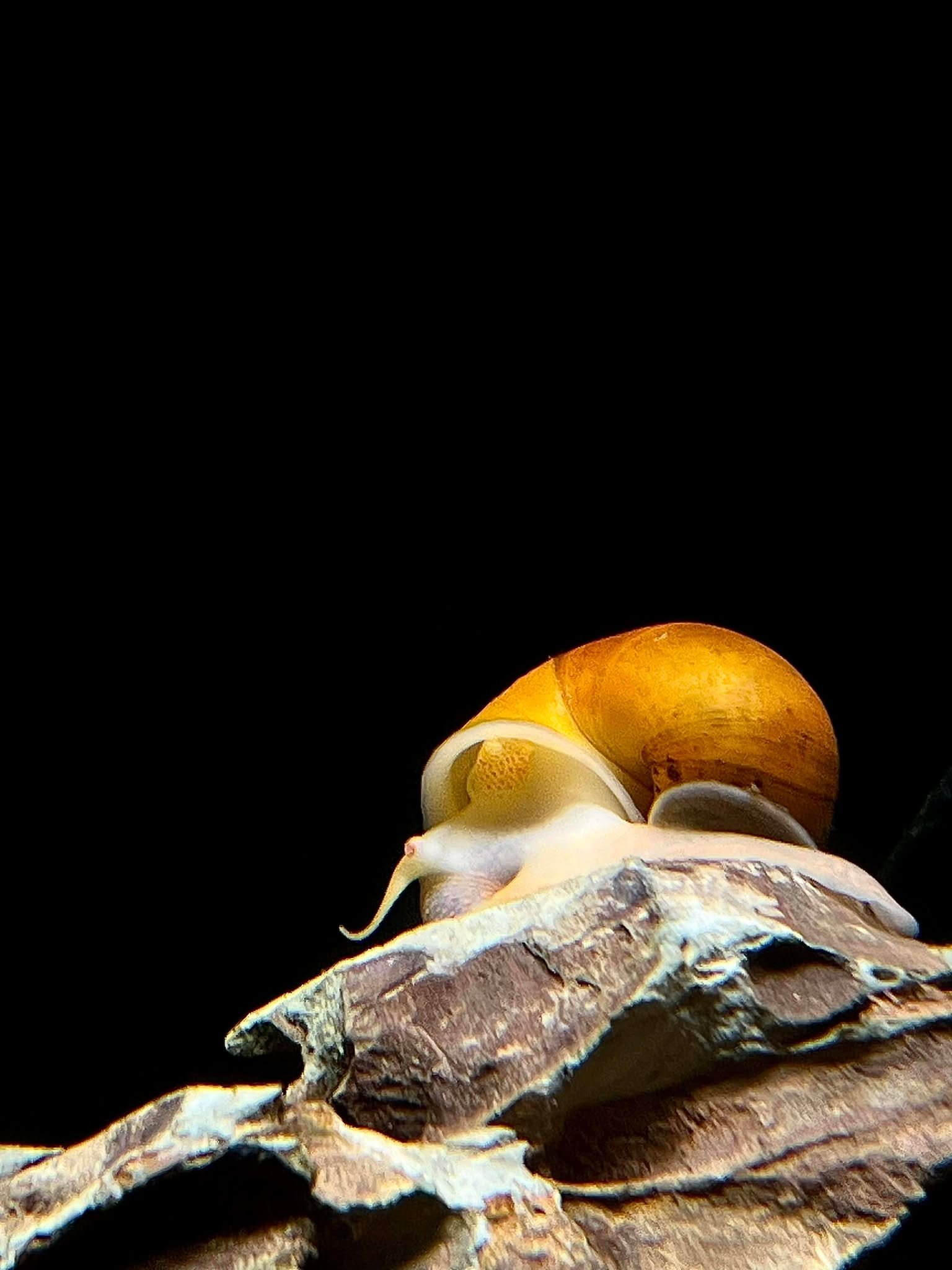 Mystery Snail