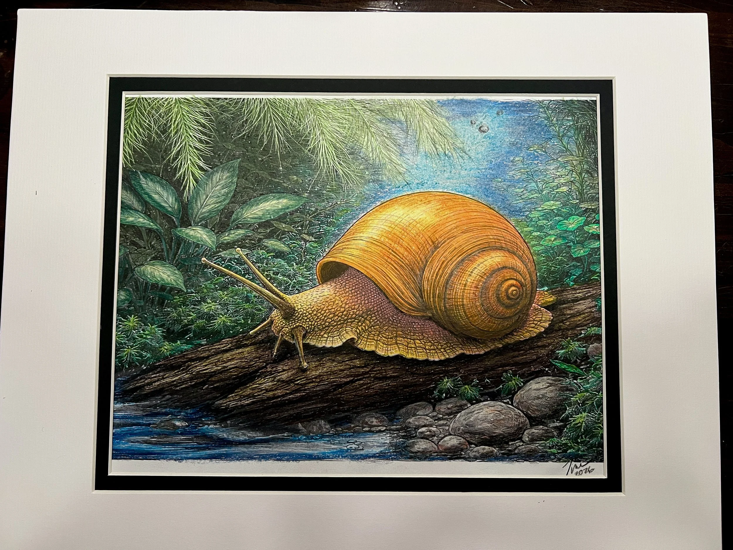 Mystery Land snail cross