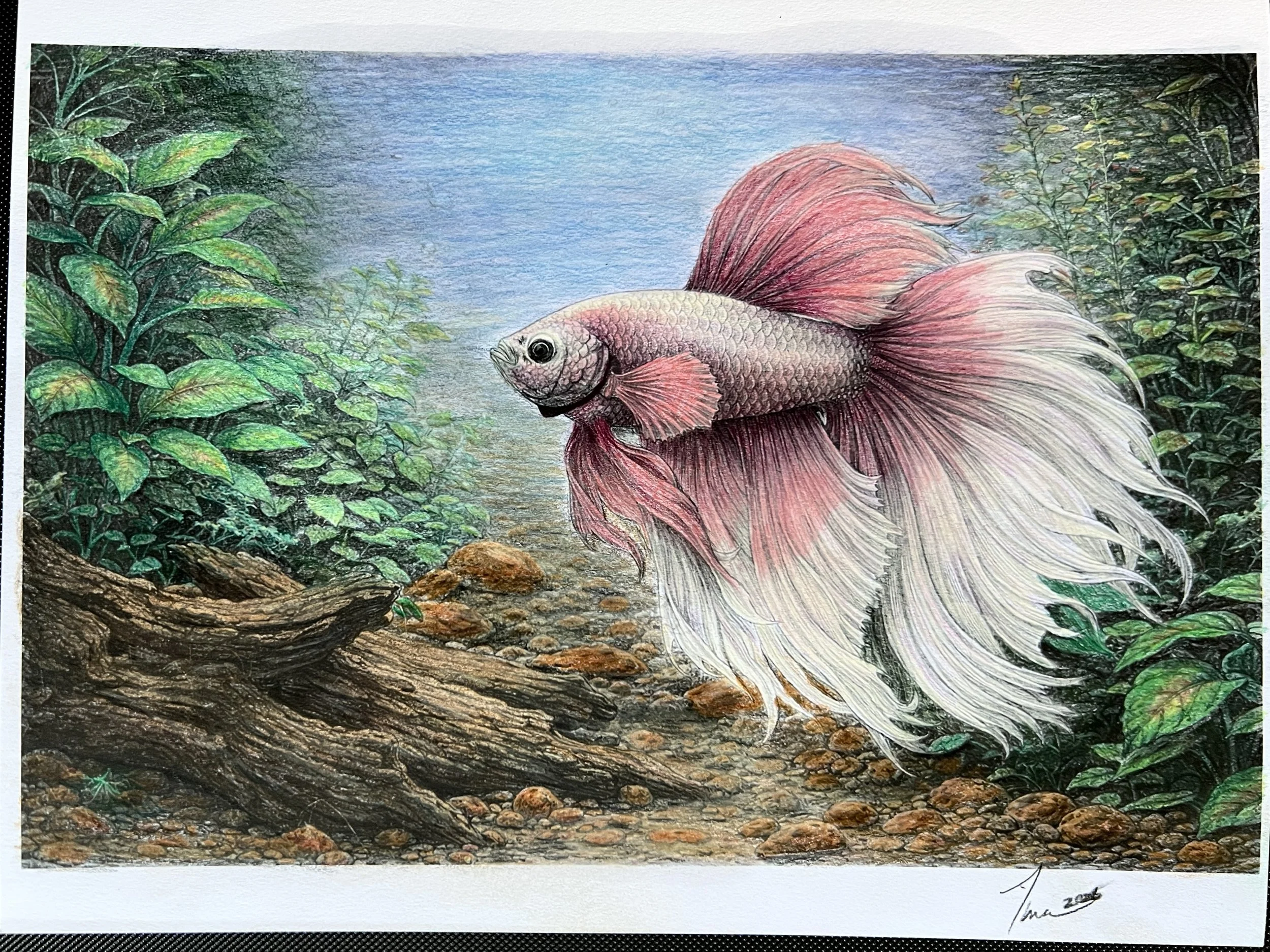 Betta