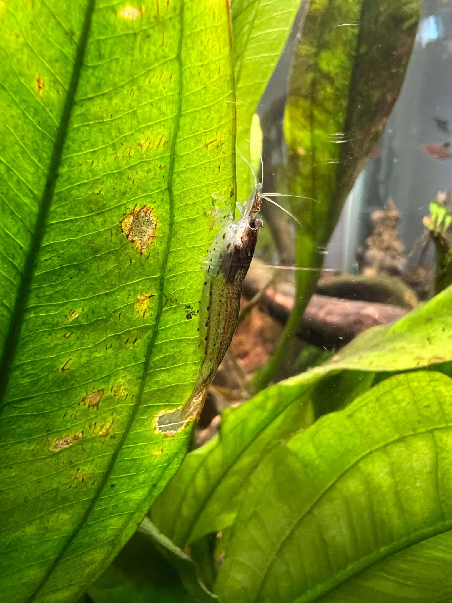 Amano Shrimp