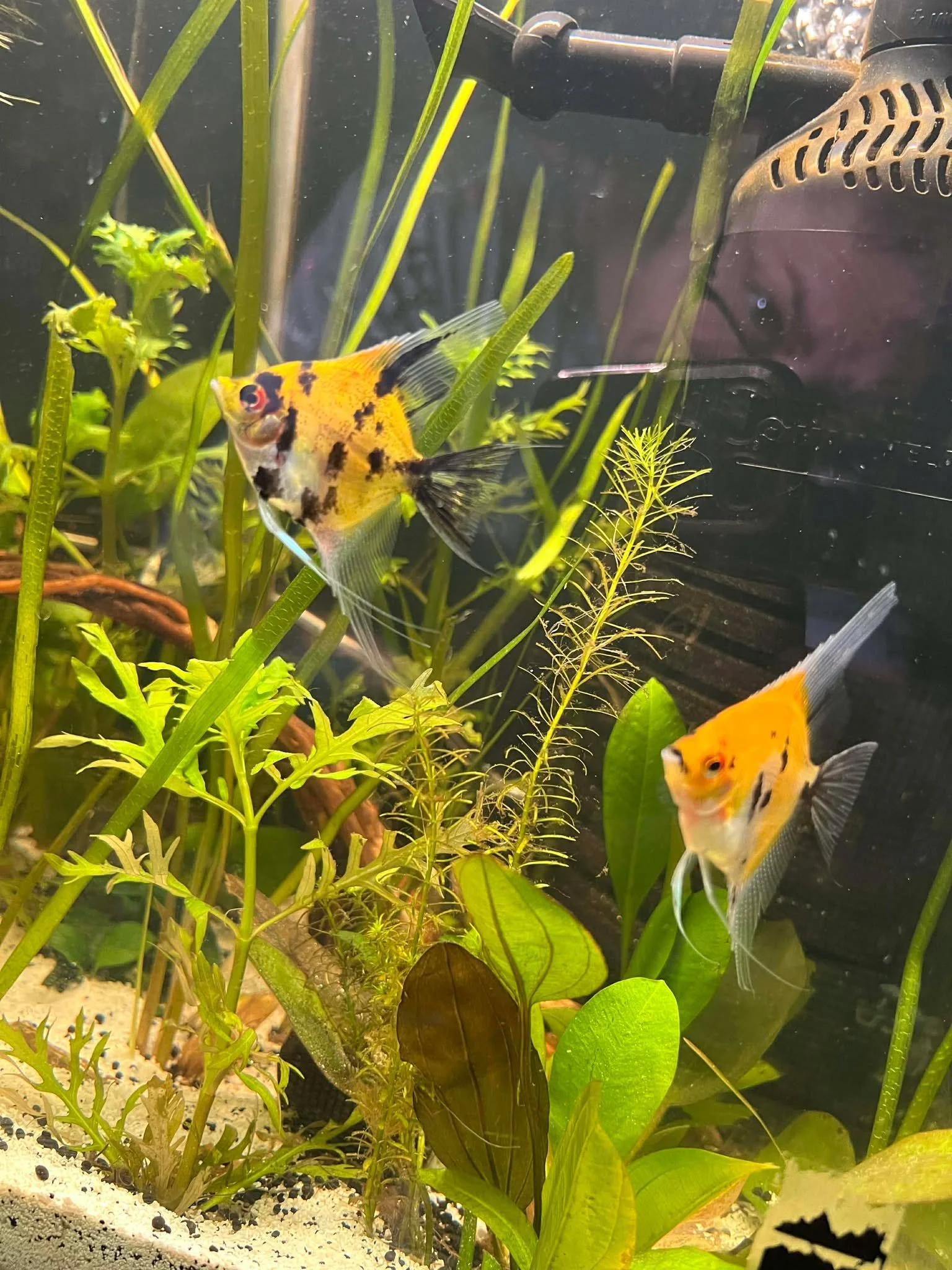 Koi Angel Fish