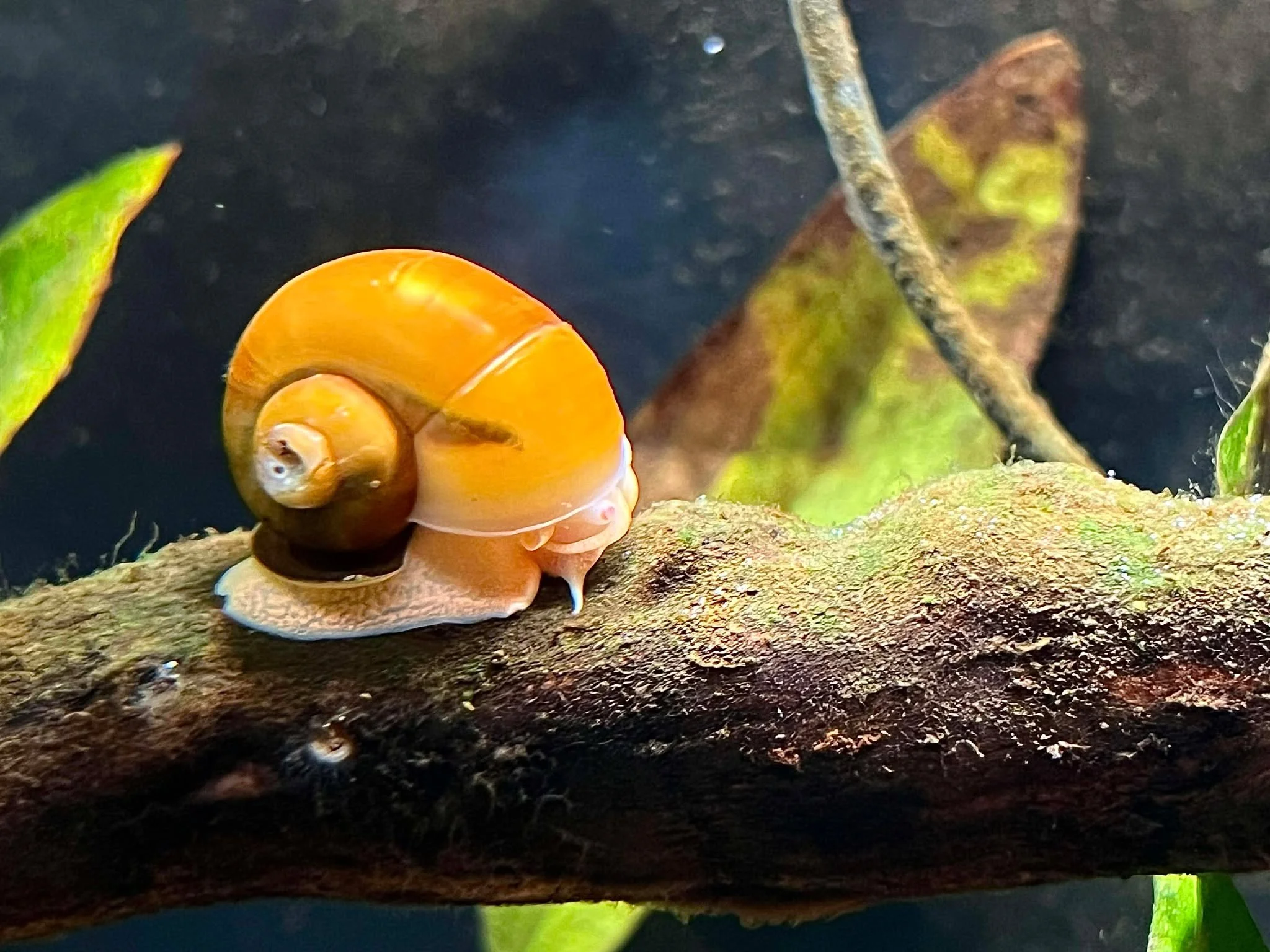 Mystery Snail