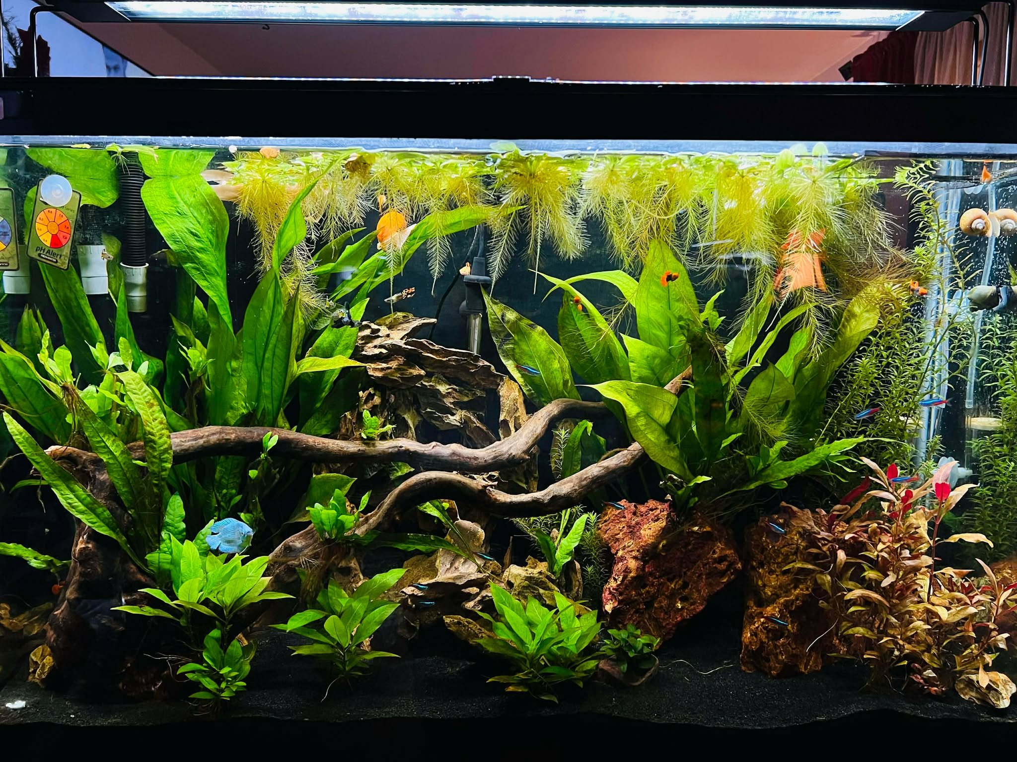 45 Gallon Community Tank
