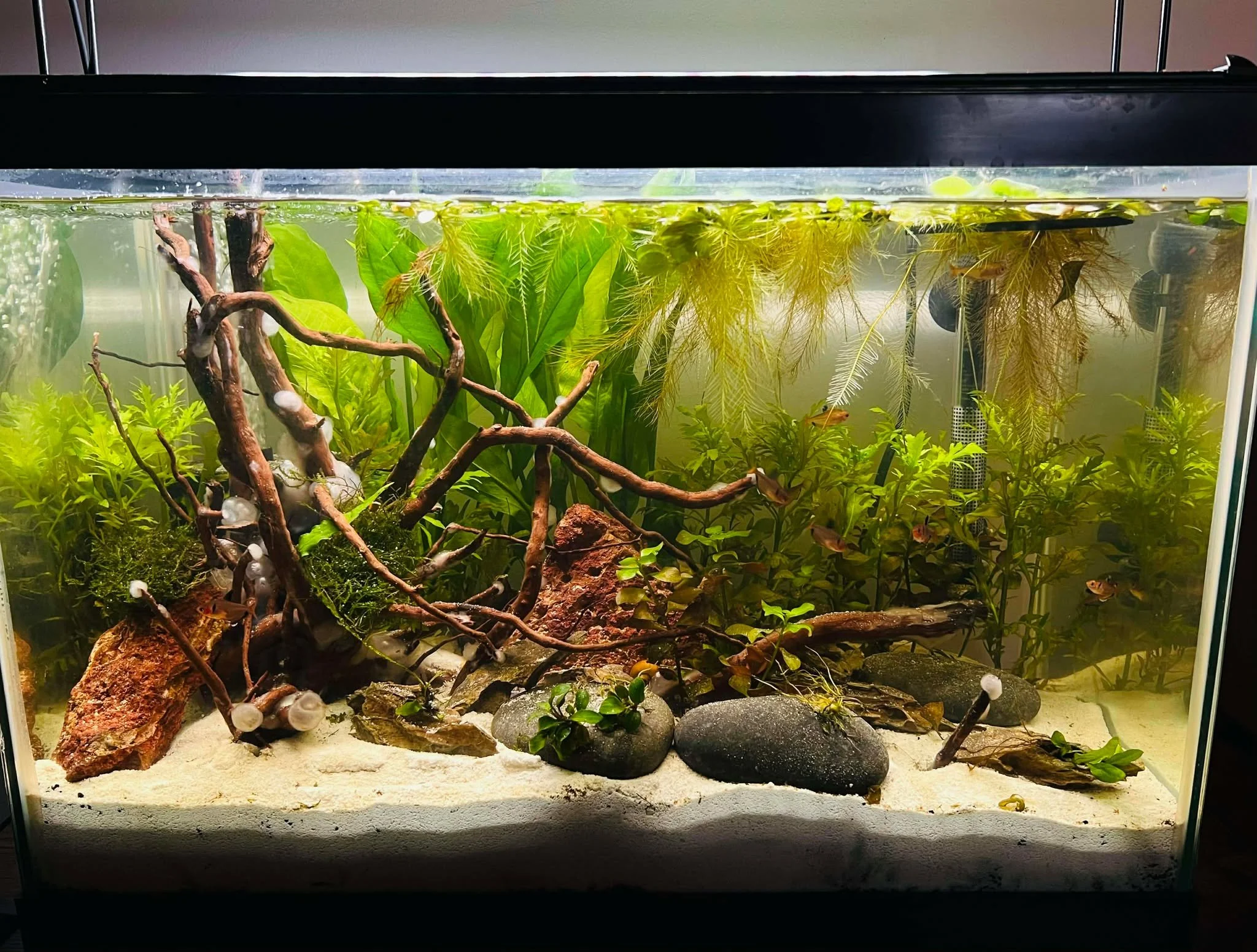 20 Gallon Serpae Tetra Tank