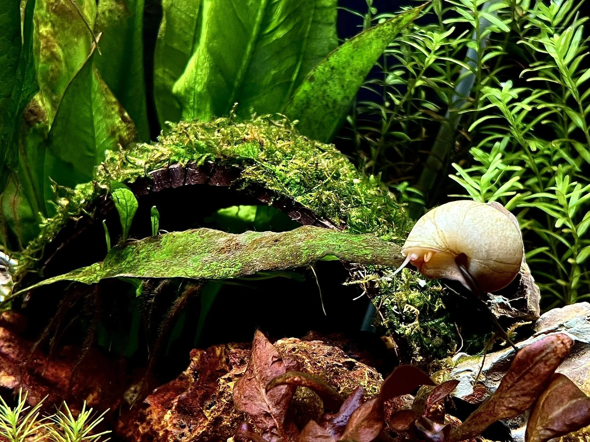 A mystery snail crawling over mossy and leafy forest floor among green plants and fallen leaves.