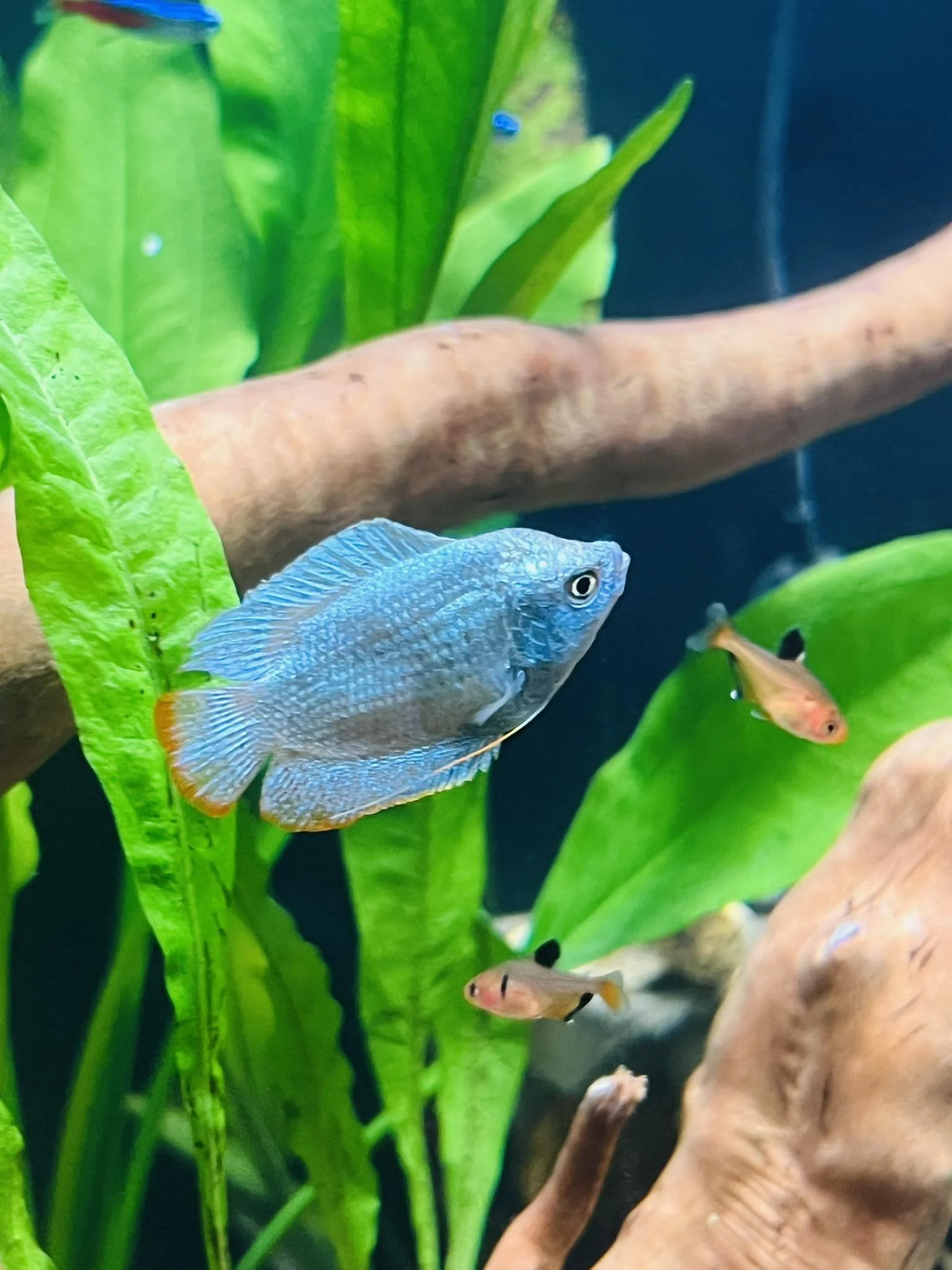 A Blue Dwarf Gourami swimming among green plants and pieces of driftwood in an aquarium.