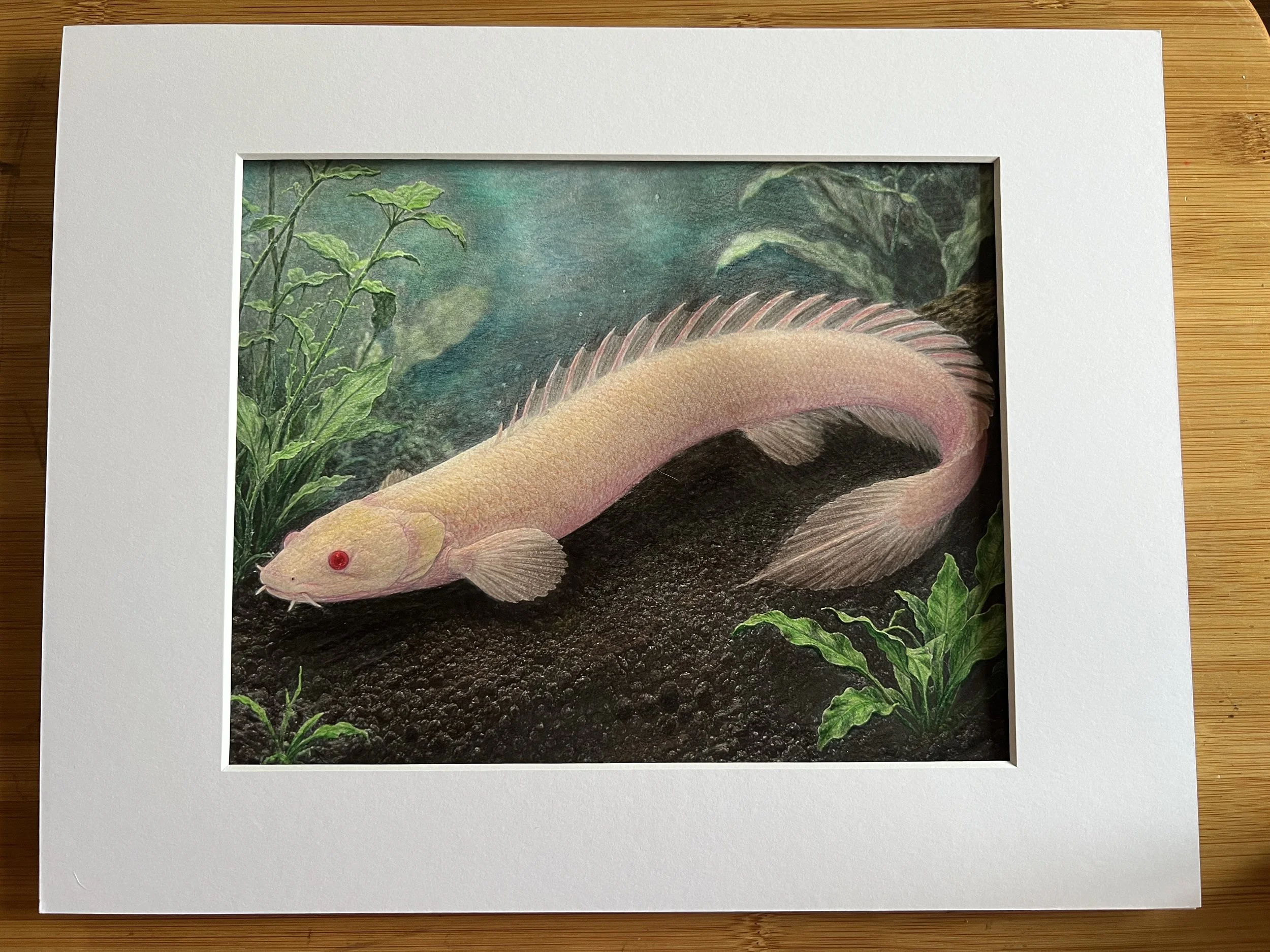Albino Bichir