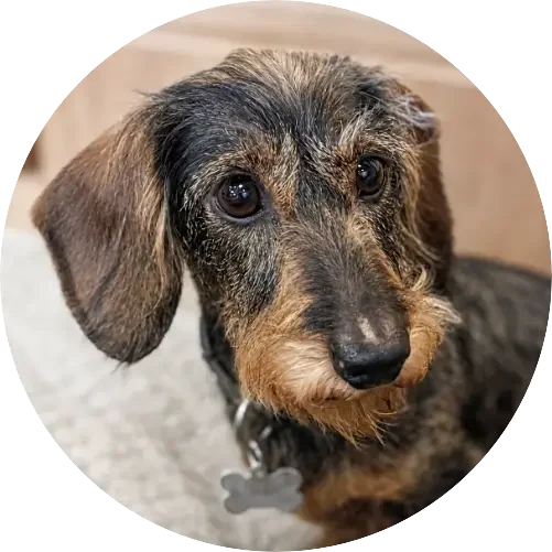 Drahthaardackel einer Kundin von Garzareck coiffeur und cosmetics in Halle.