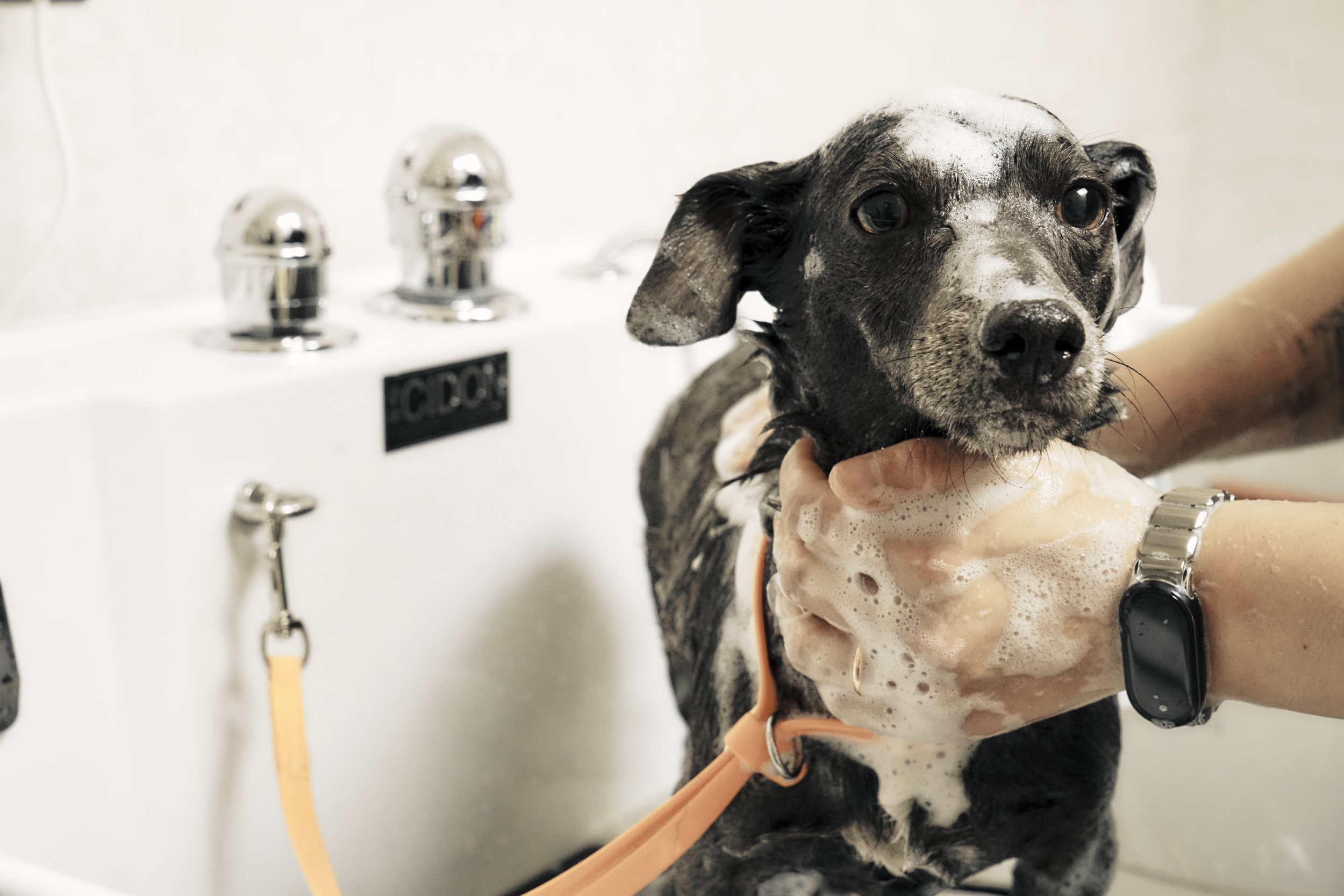 Toelettatura Cani Milano