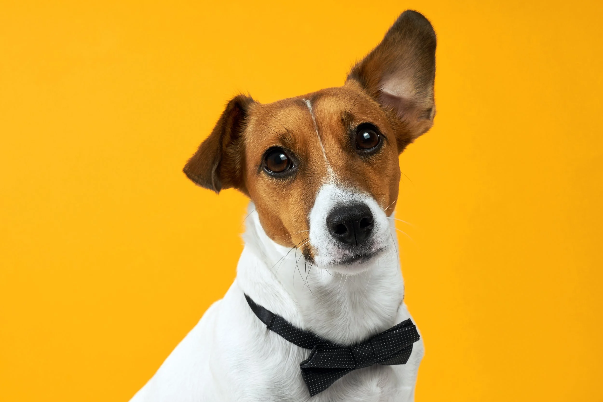 Pet spa per cani: cos’è e quali trattamenti include?