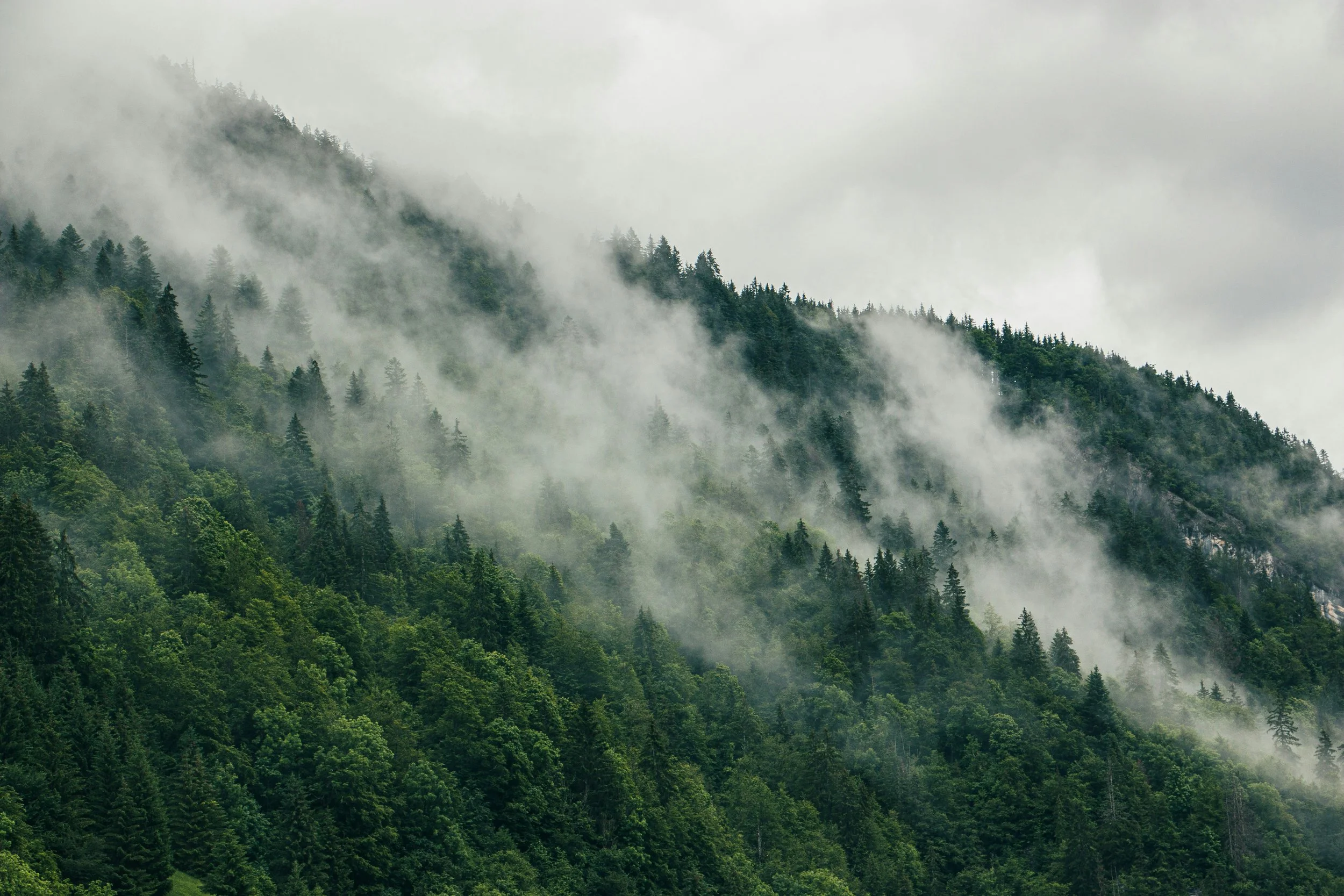 Nebel über einem bewaldeten Hang