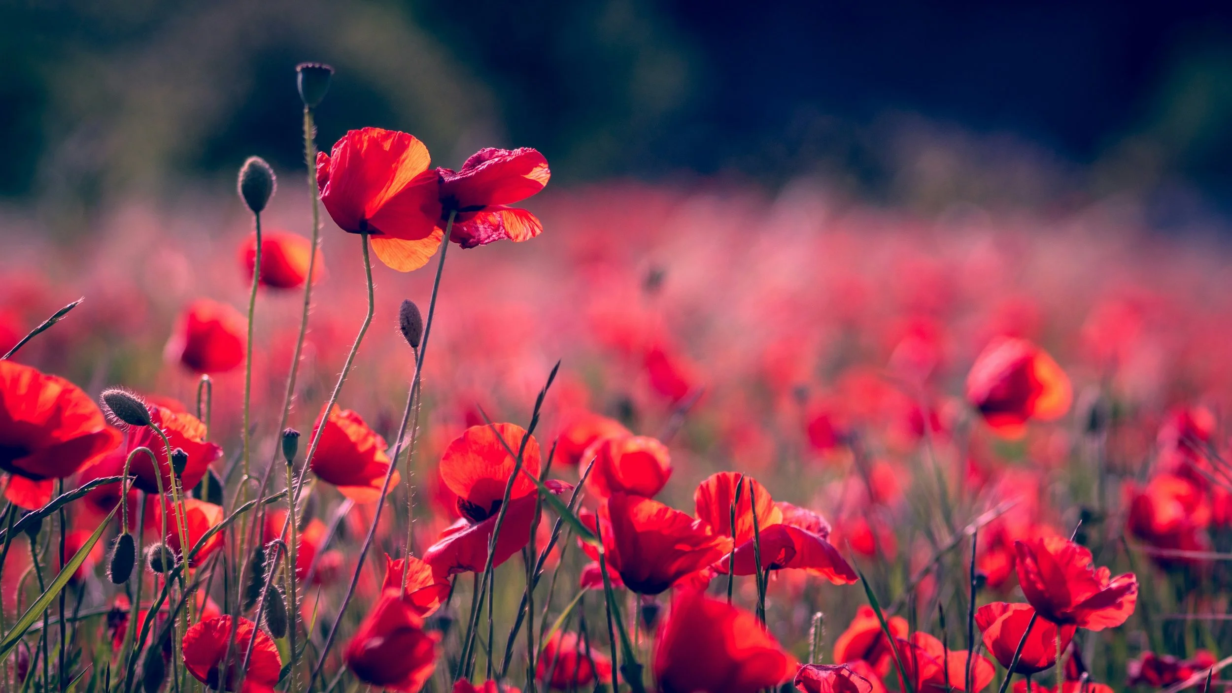 Rote Mohnblumen im Gegenlicht