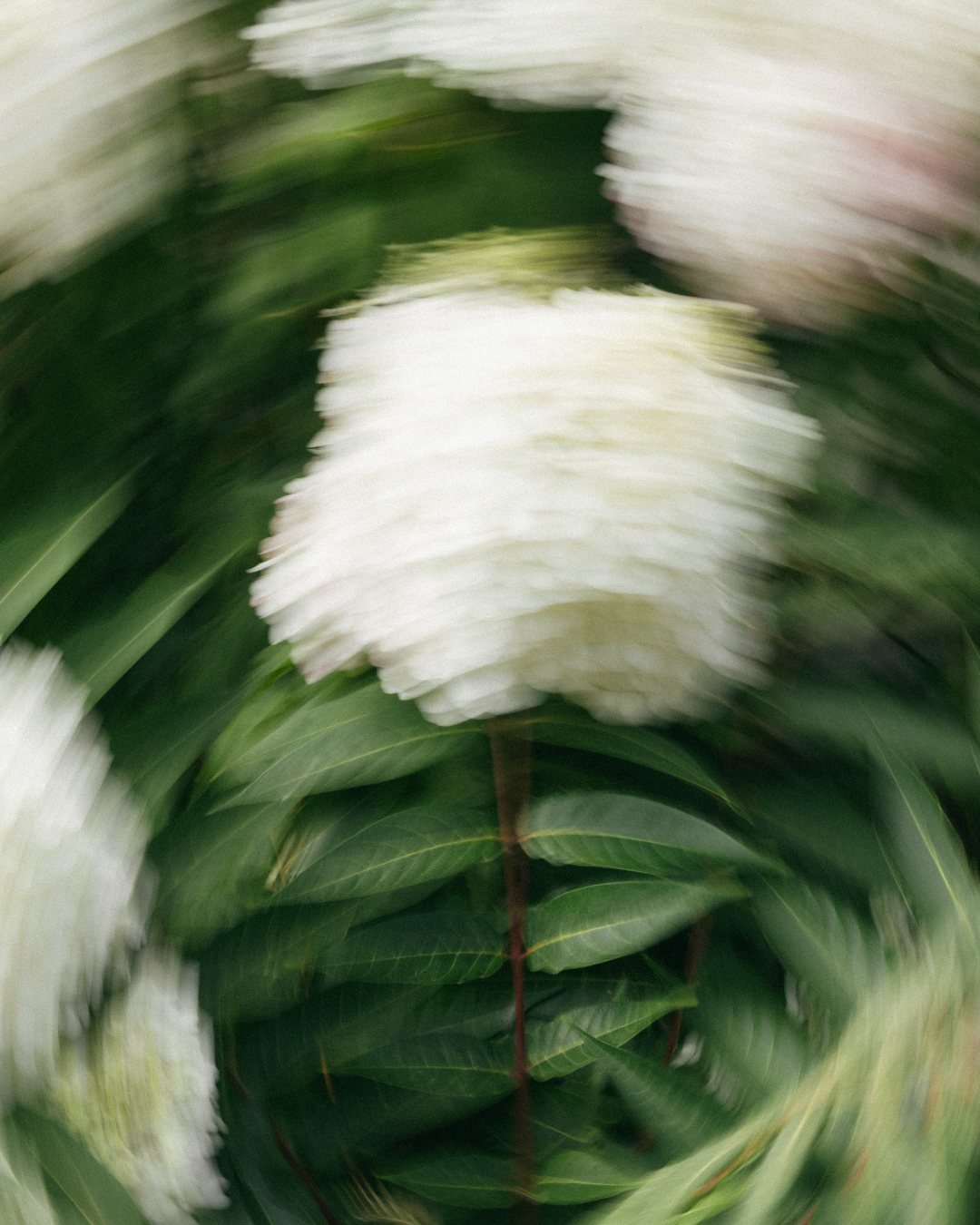 Blurred image of white flowers with green leaves.