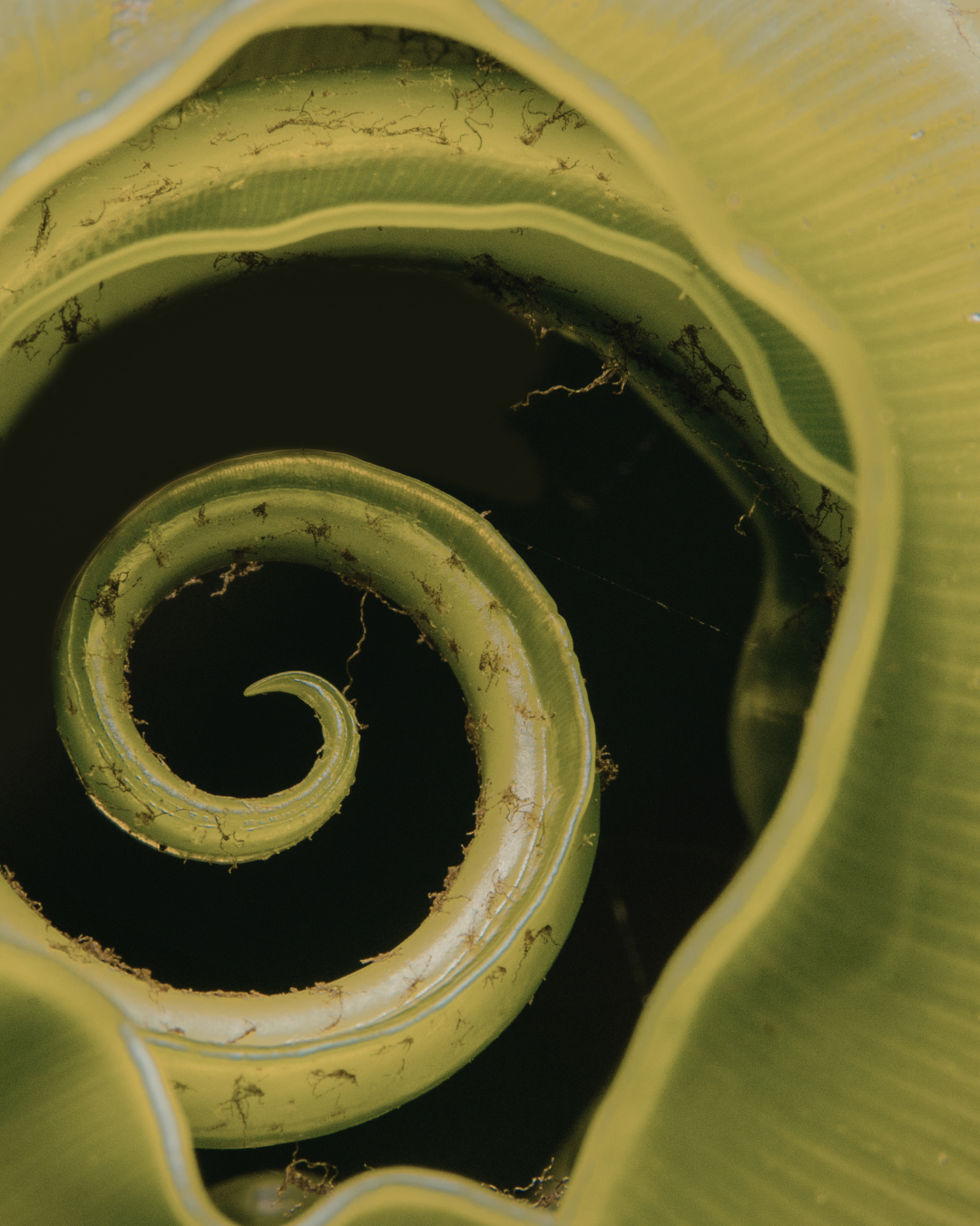 Close-up of a coiled, green fern frond, highlighting its spiral shape and textured surface.