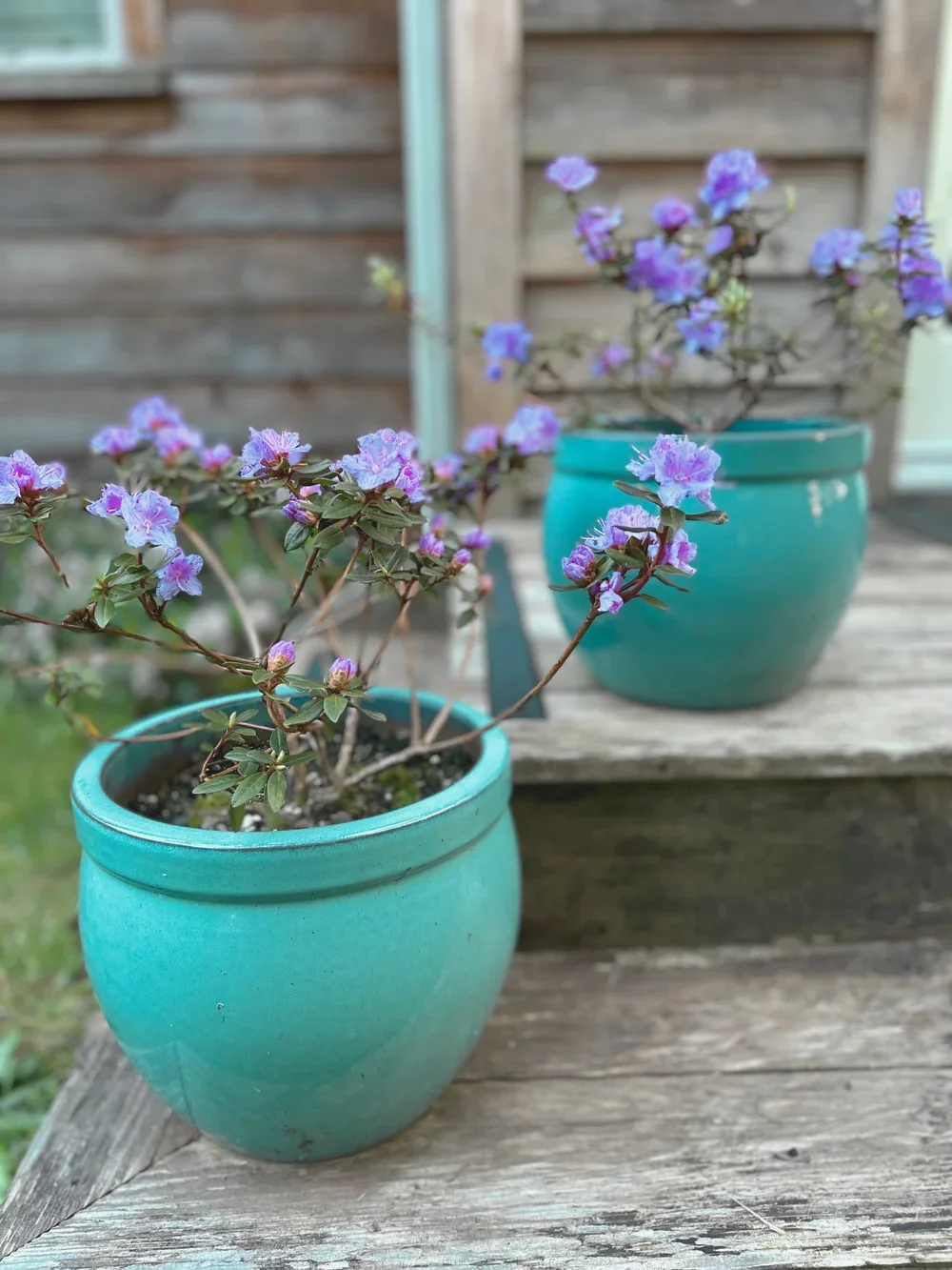 Purple+Azaleas_Aero.webp