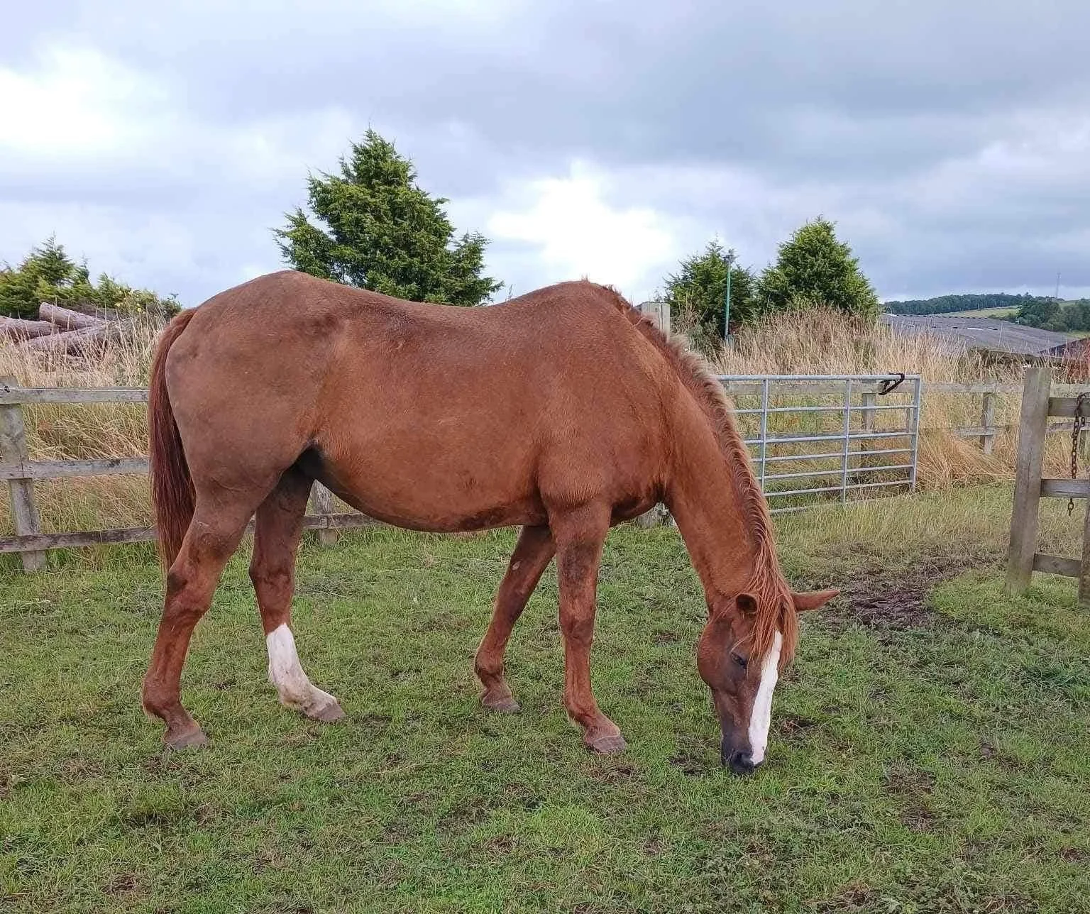 A brown horse grazing on green grass in a fenced outdoor area with trees and cloudy sky in the background.