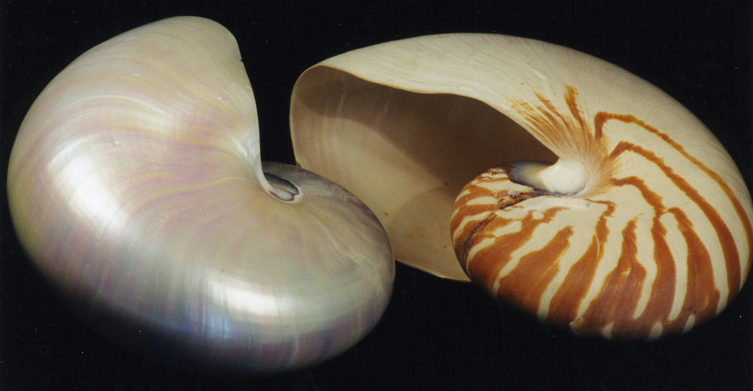 Two large seashells with smooth, shiny surfaces, one with iridescent white and pink hues, and the other with orange and white striped patterns, placed on a dark background.