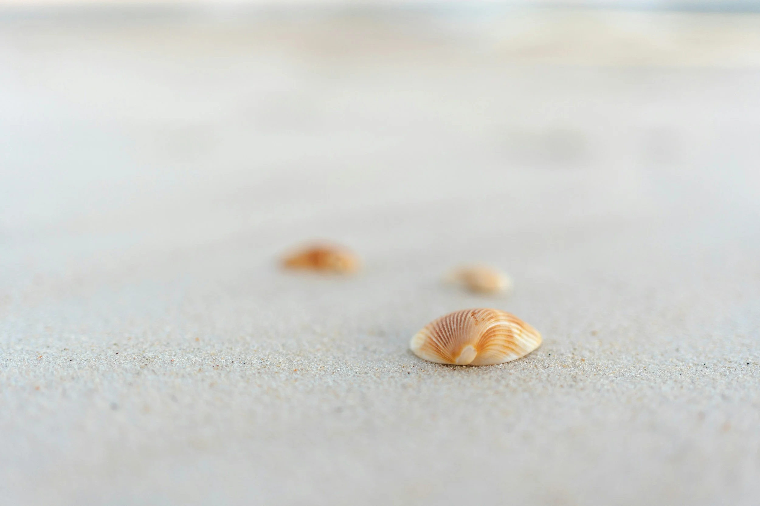 Small seashells on a sandy beach with a blurred background.