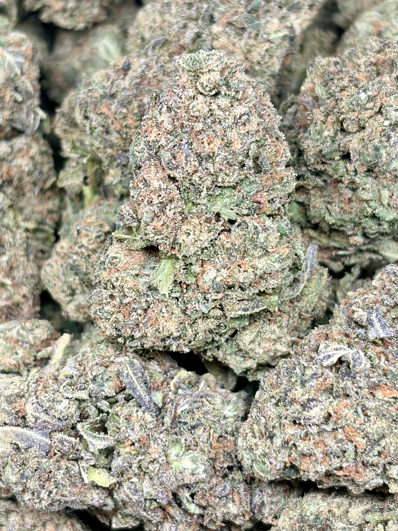 Bubblegum Biscotti  2oz for $160