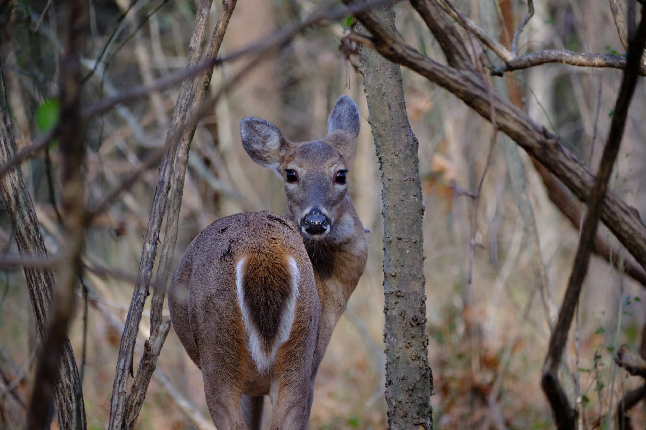 Edited - DSCF6221.jpg