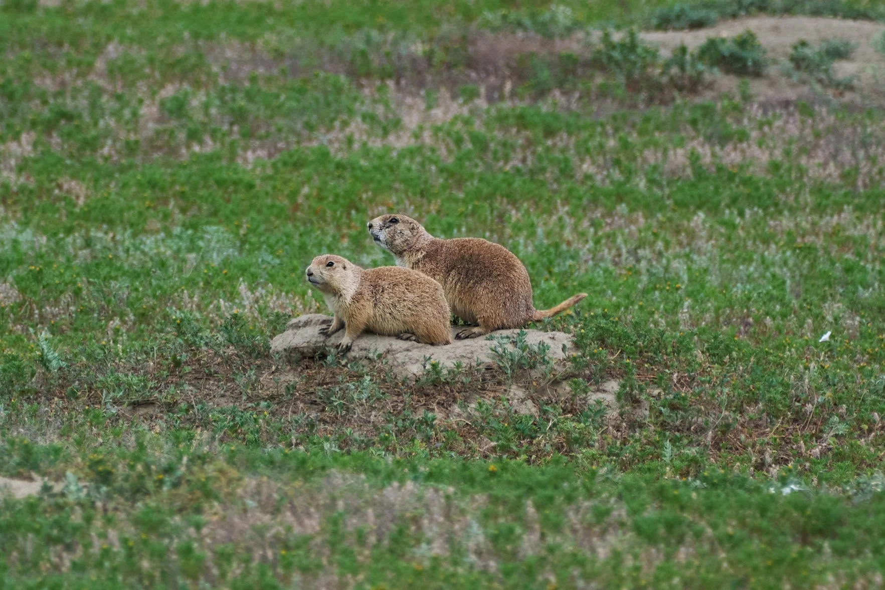 Edited - DSCF3571.jpg