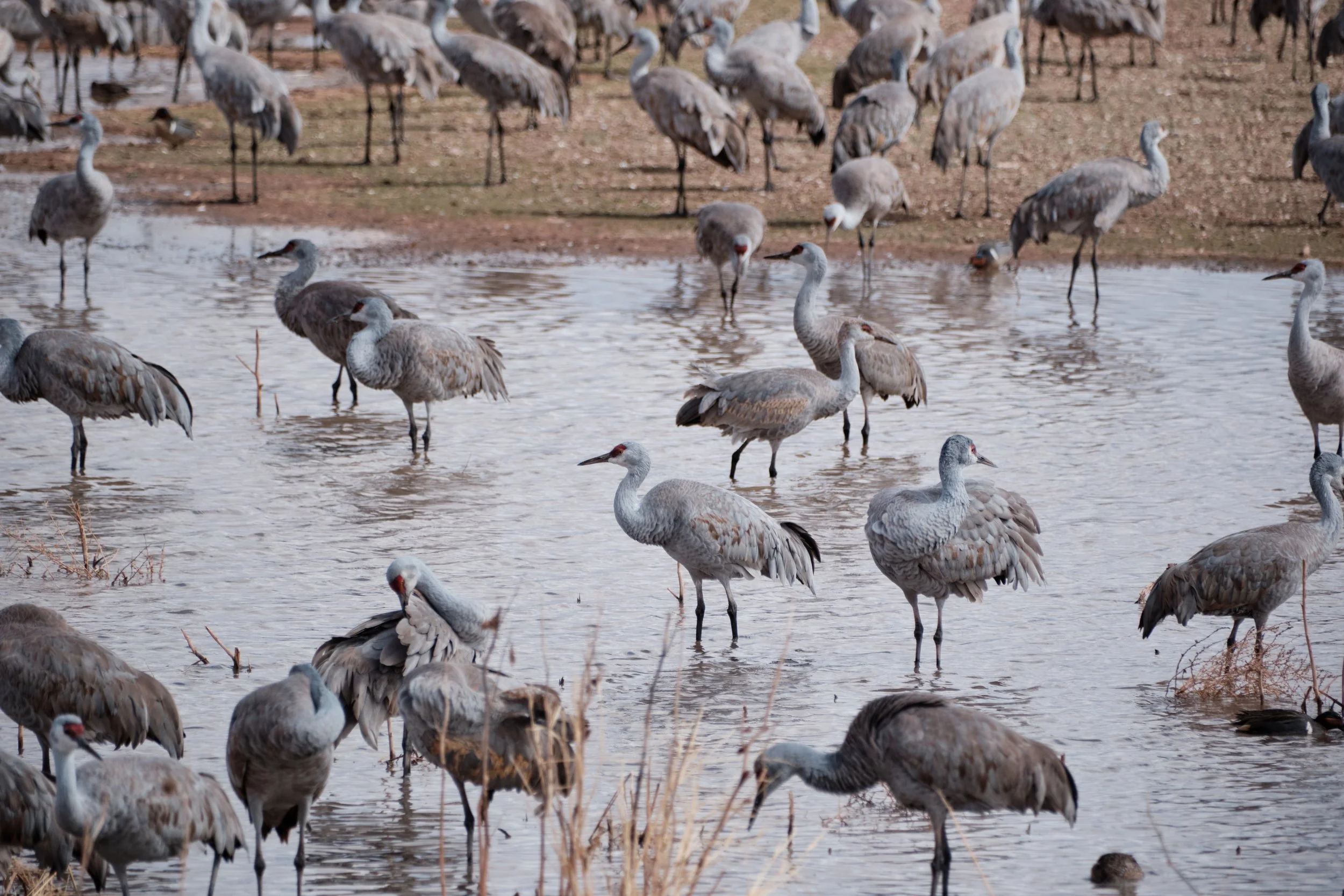 Edited - DSCF1416.jpg