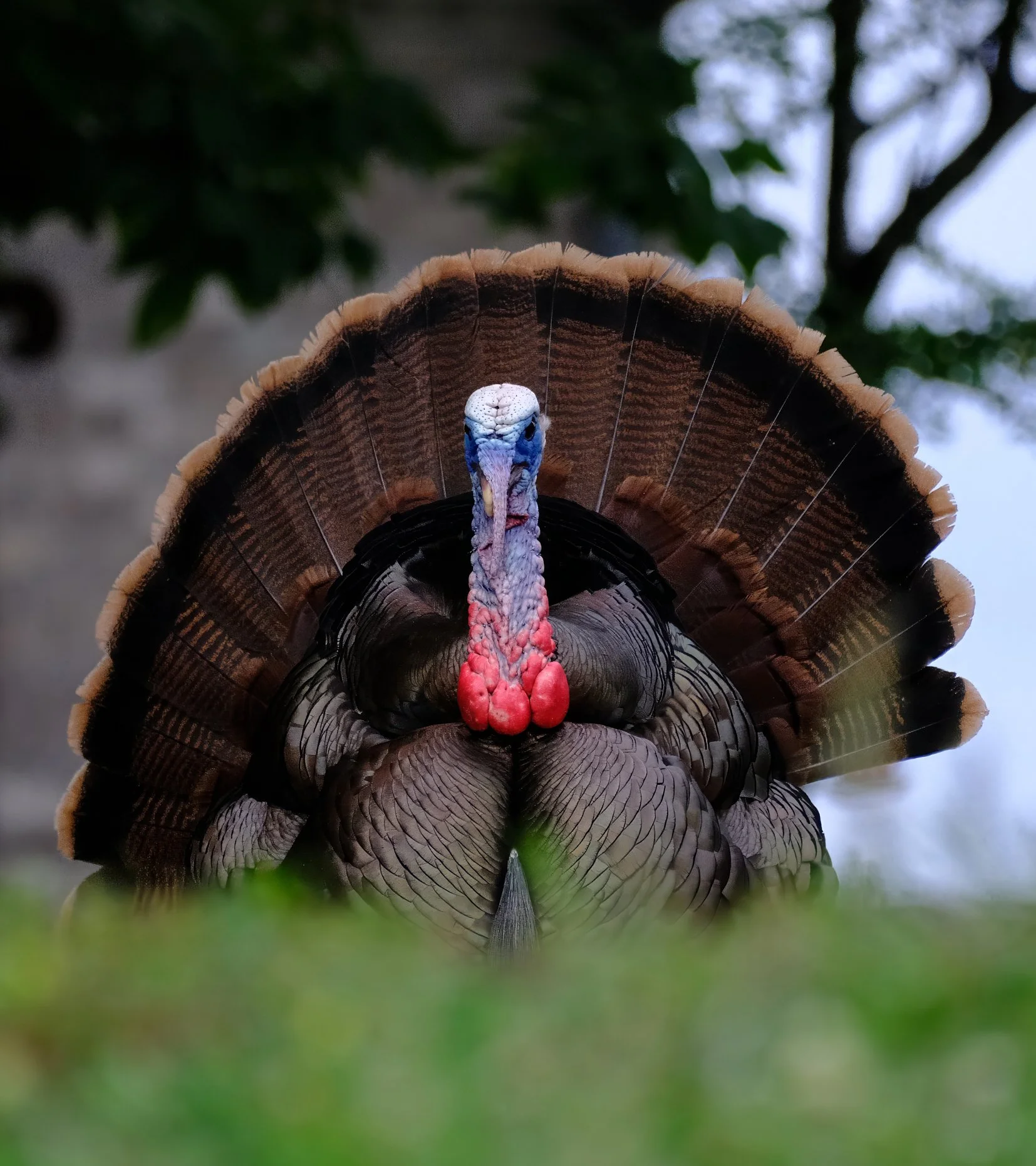 Edited - newDSCF8335-topaz 1-denoise-sharpen.jpg