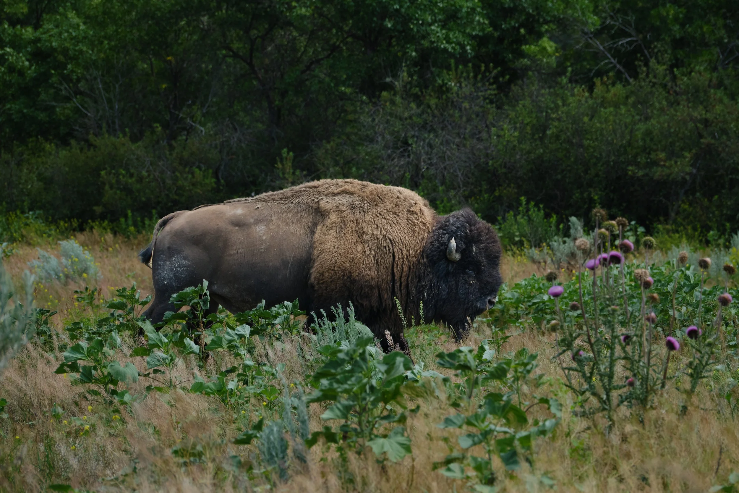 Edited - DSCF3609.jpg