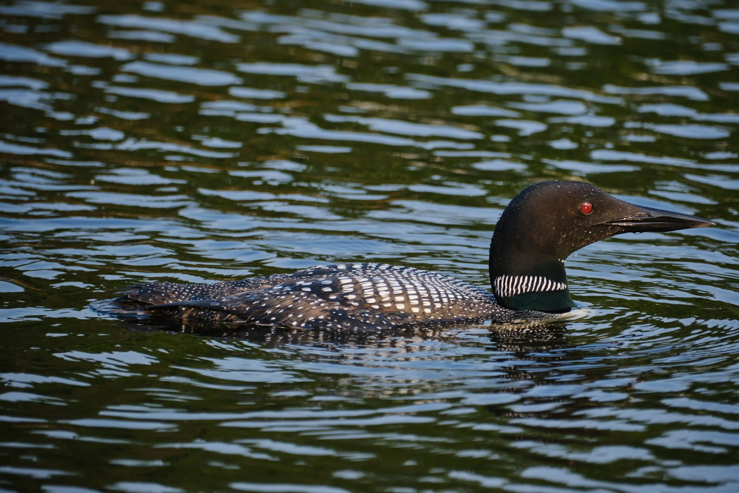 Lake Kabetogama in Voyageurs National Park