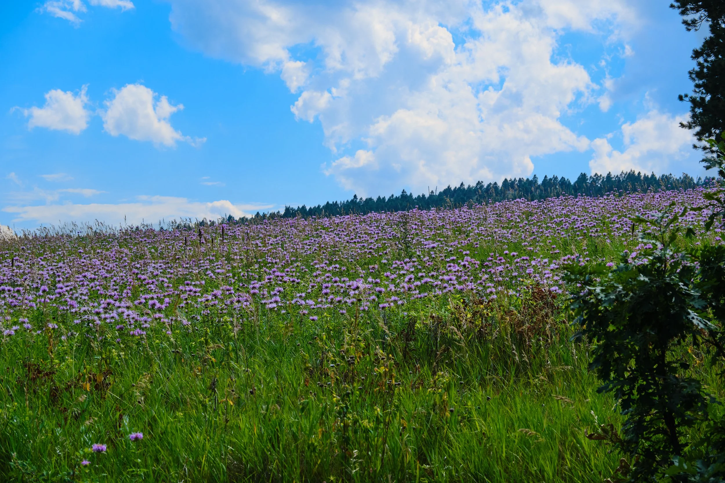 Edited - DSCF3825.jpg