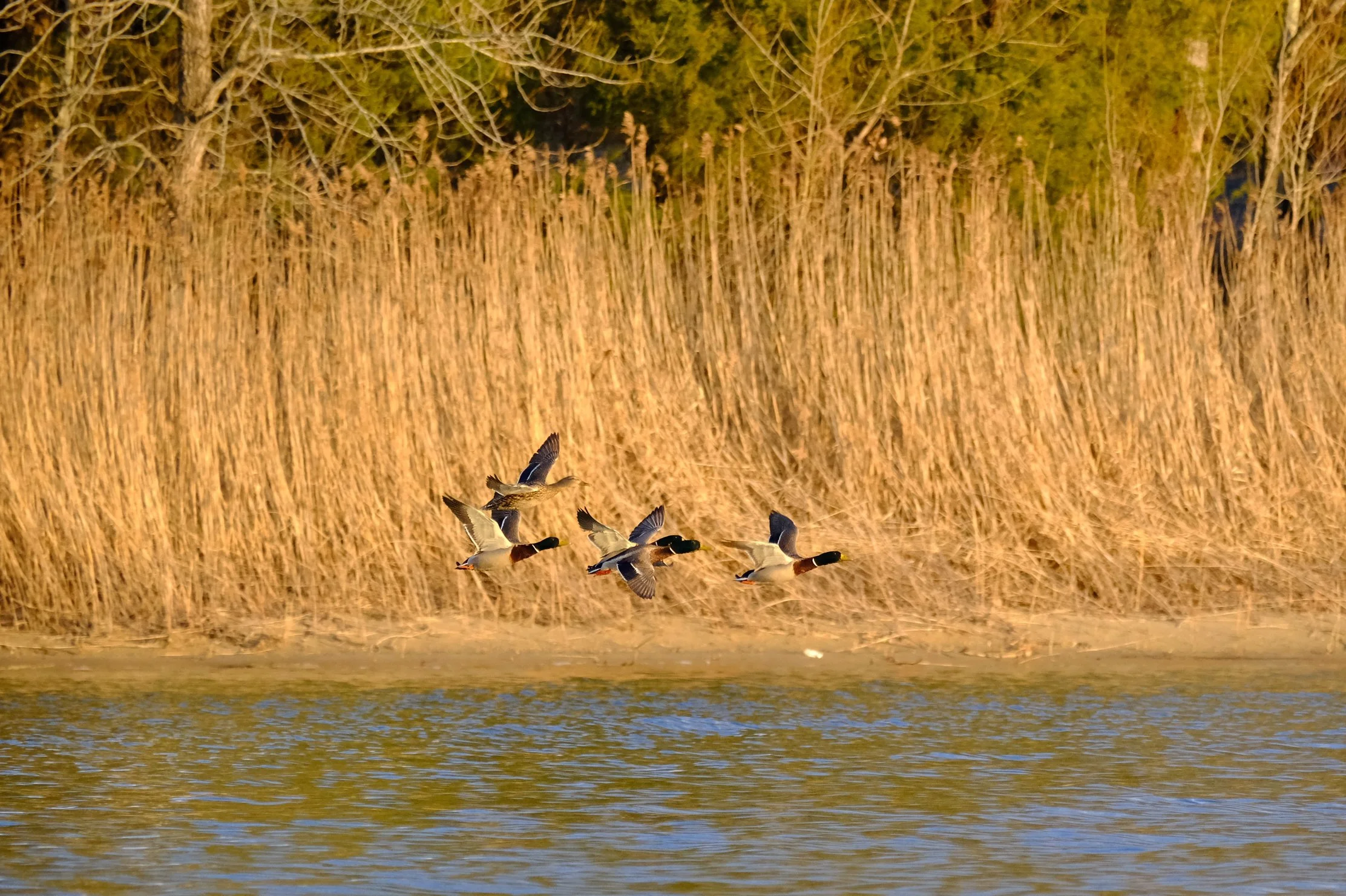 Edited - DSCF5196 2 2.jpg