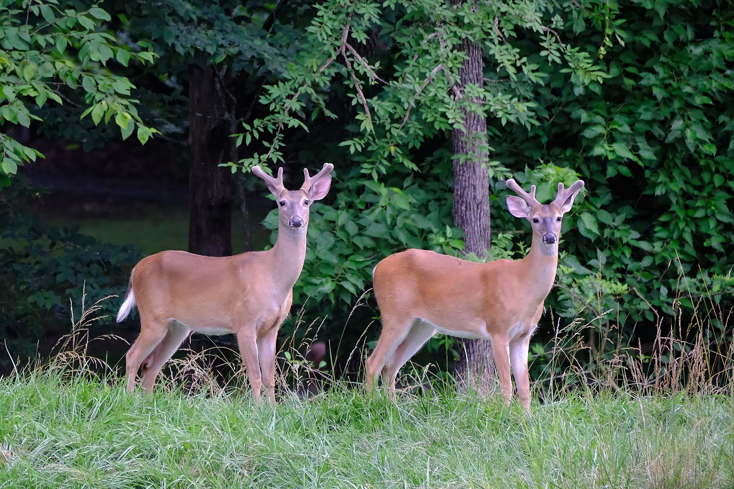 Edited - newDSCF8480-topaz 1-denoise-sharpen.jpg