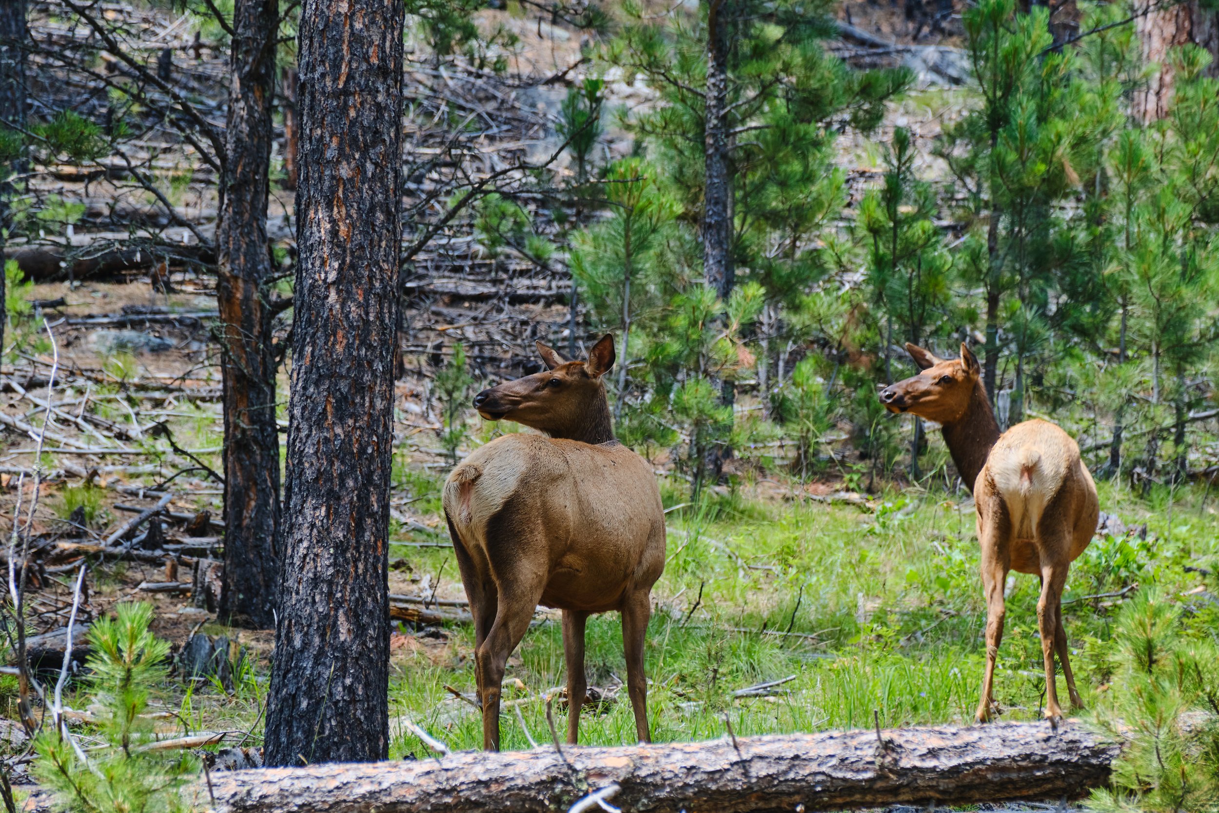 Edited - DSCF3794.jpg