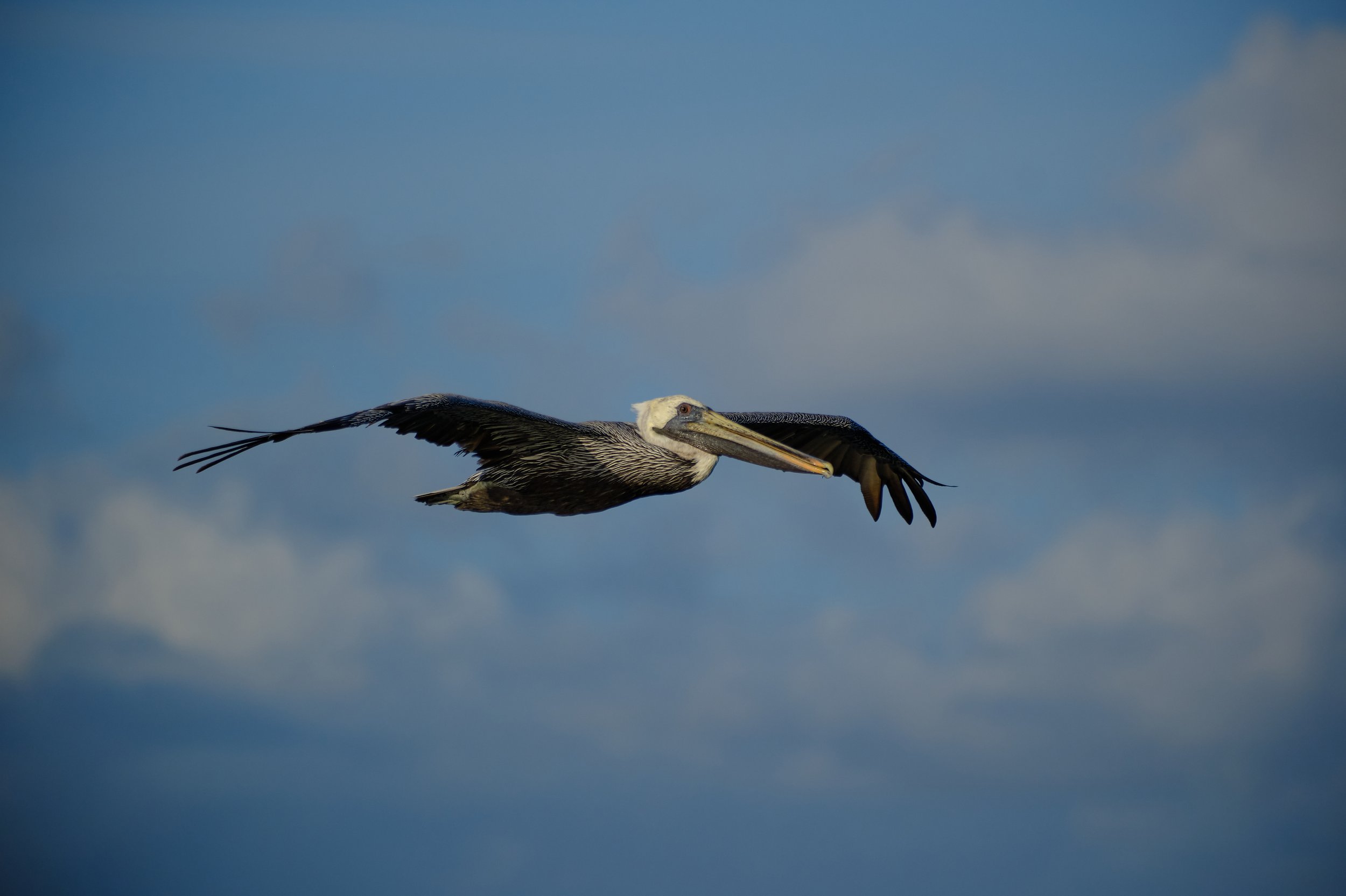 Edited - DSCF5349.jpg