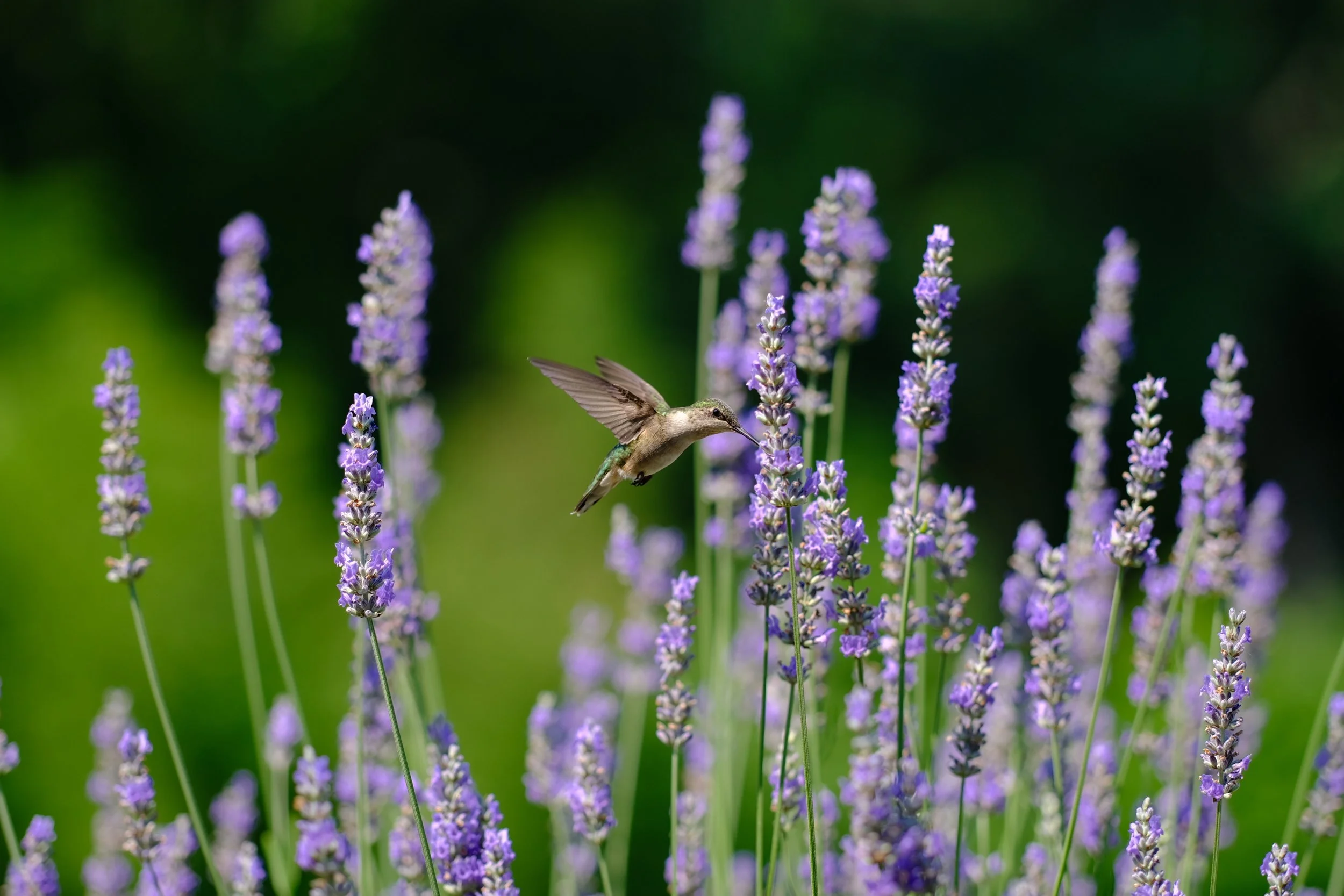 BEST - DSCF2802 (1).JPG