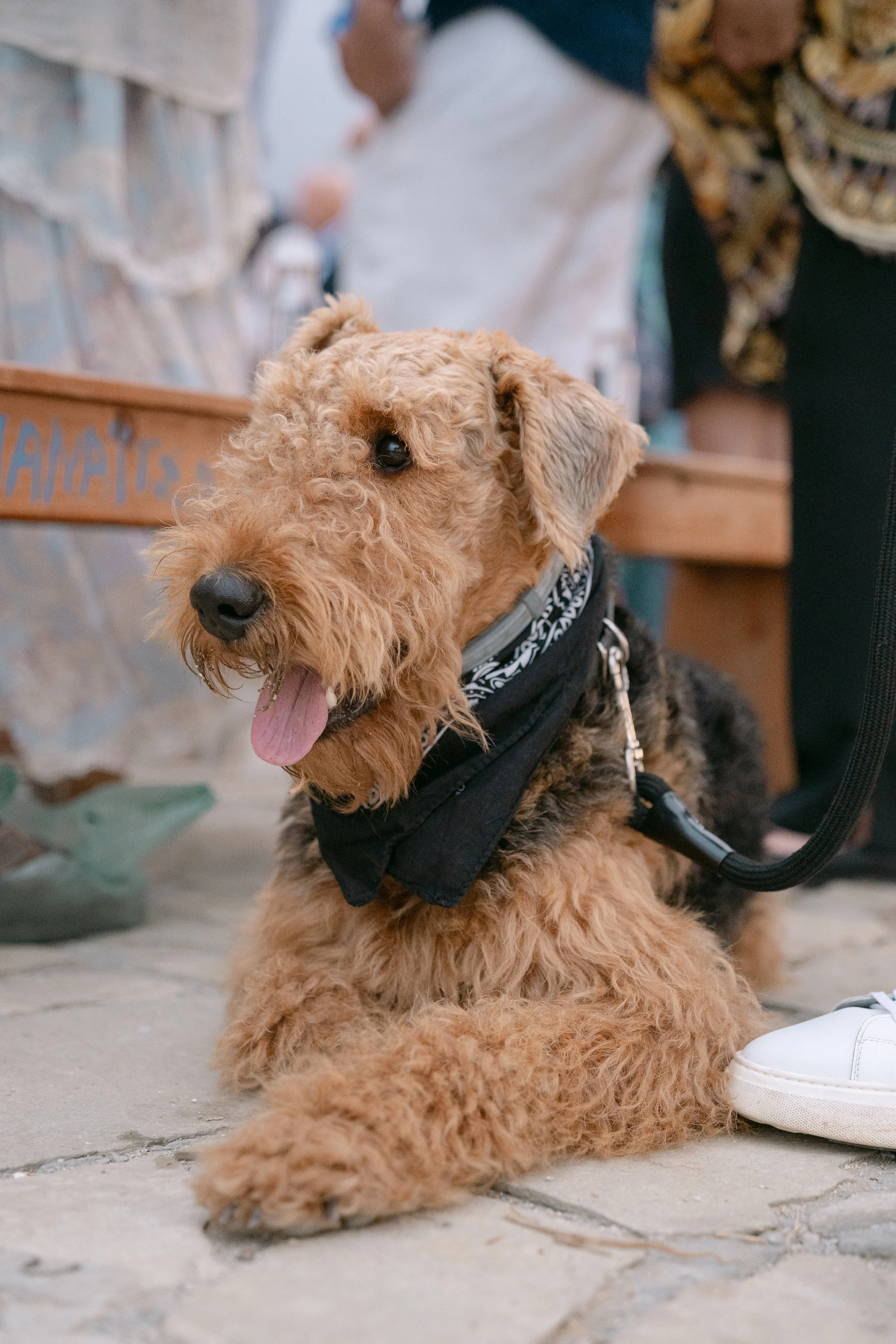 A cute, fluffy brown dog with curly fur, wearing a black bandana and black harness, sitting on a concrete surface surrounded by people at an outdoor event.