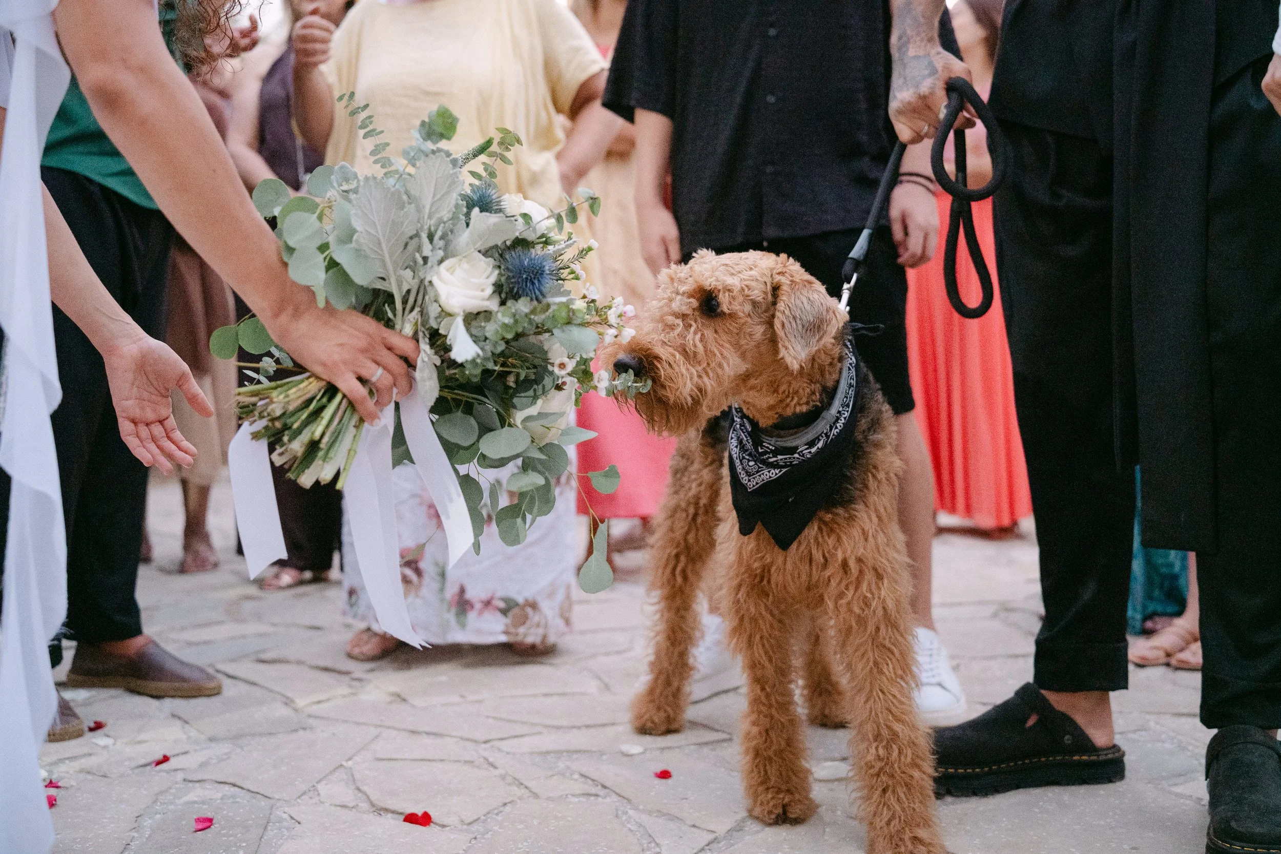 A dog with a black bandana on its neck at a gathering, sniffing a bouquet of flowers being handed by a person, with several people in the background.