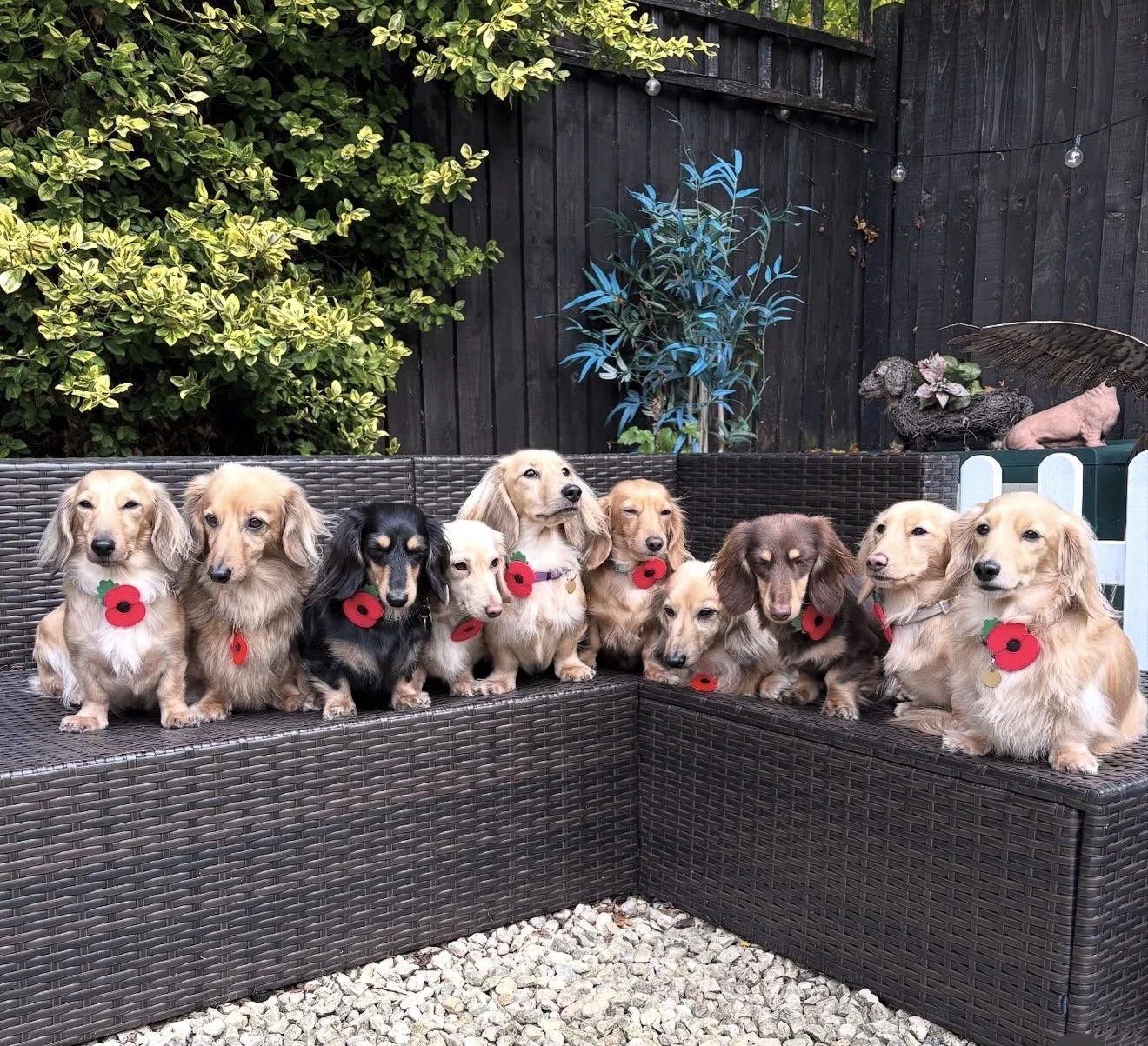 Ten dachshunds sitting on outdoor brown wicker sectional couch, each wearing a red poppy badge, in a garden setting with green bushes, a wooden fence, some decorative sculptures, and string lights.