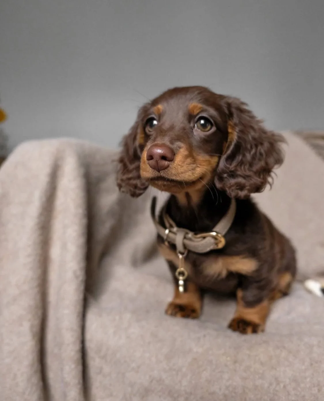 A cute brown and tan dachshund puppy sitting on a beige couch, looking thoughtfully to the side.