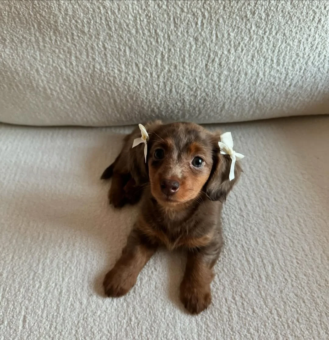 A cute brown dachshund puppy with white ribbons in its ears, sitting on a beige couch, looking at the camera.