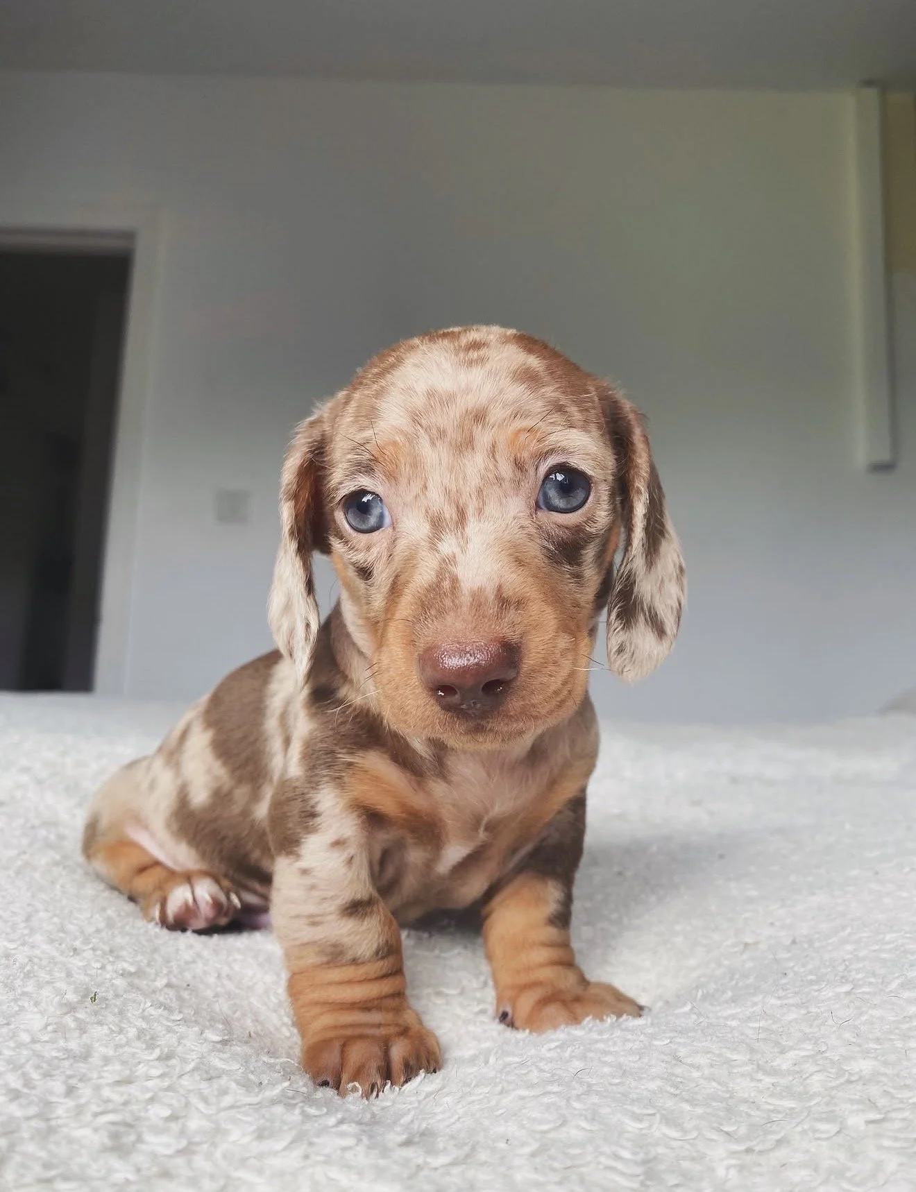 A cute, small dachshund puppy with blue eyes and a spotted brown coat sitting on a soft white surface indoors.